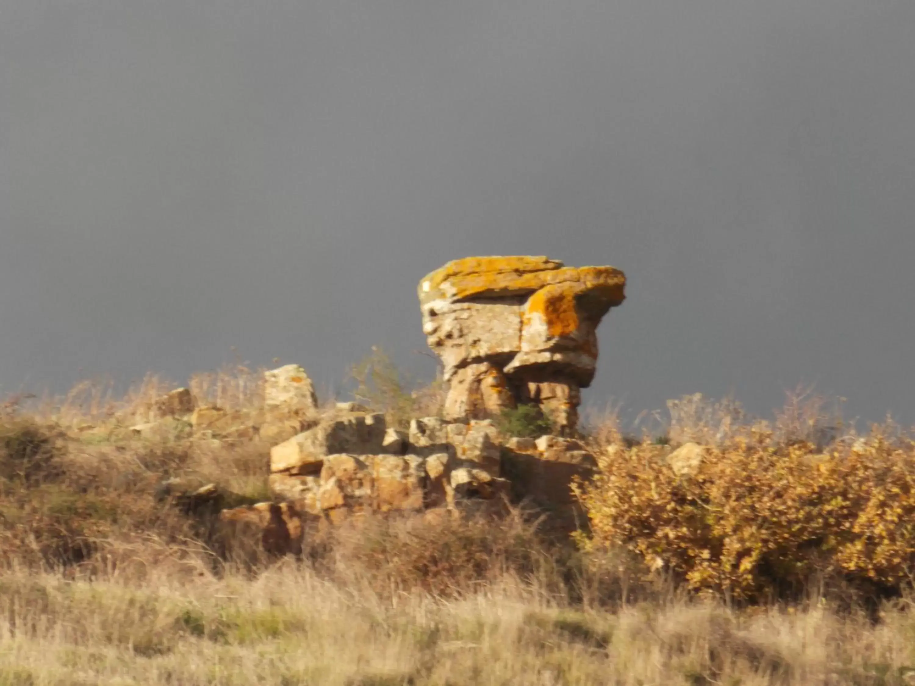 Natural landscape, Other Animals in B&B I Tre Nuraghi