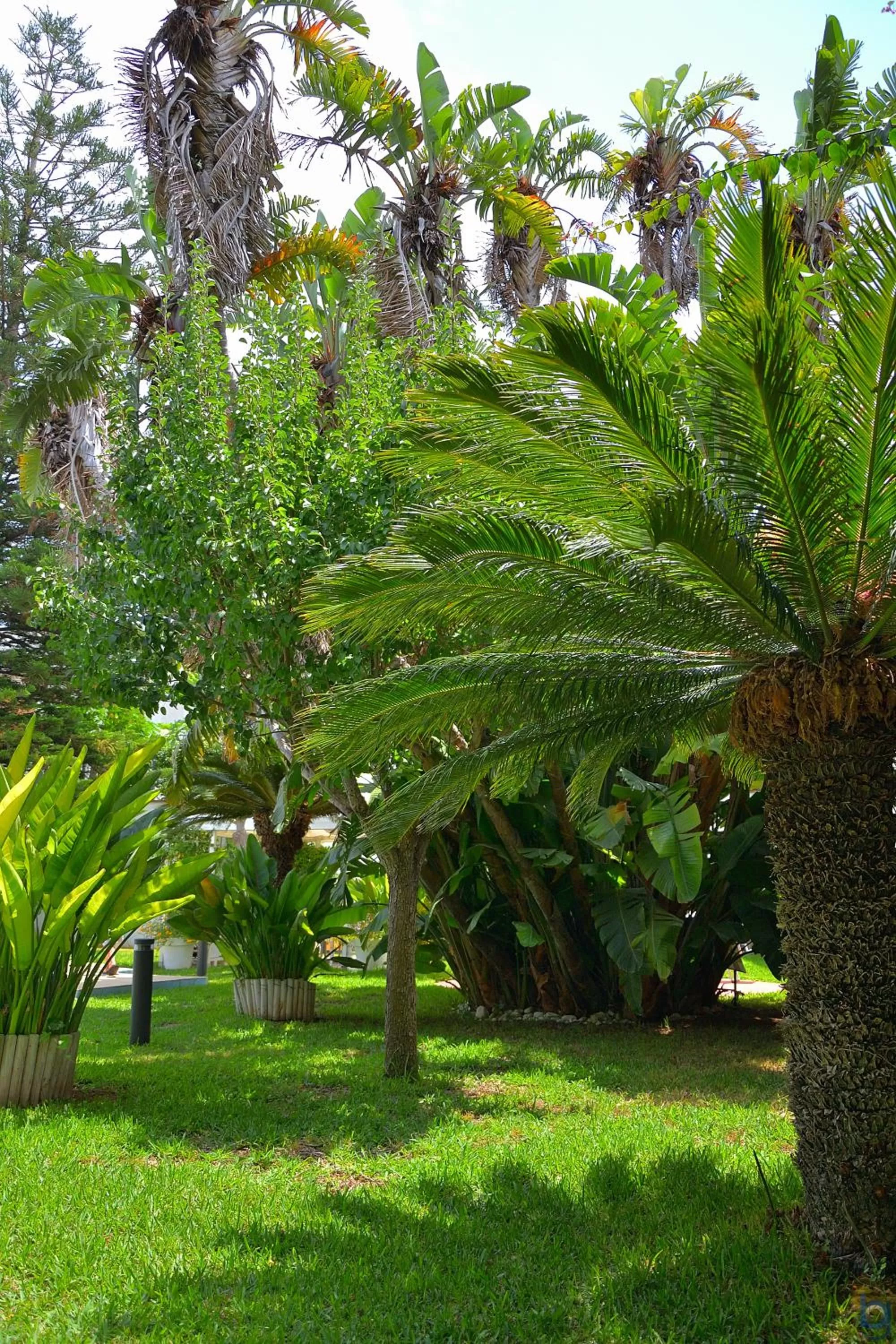 Garden in B&b Mondello Resort