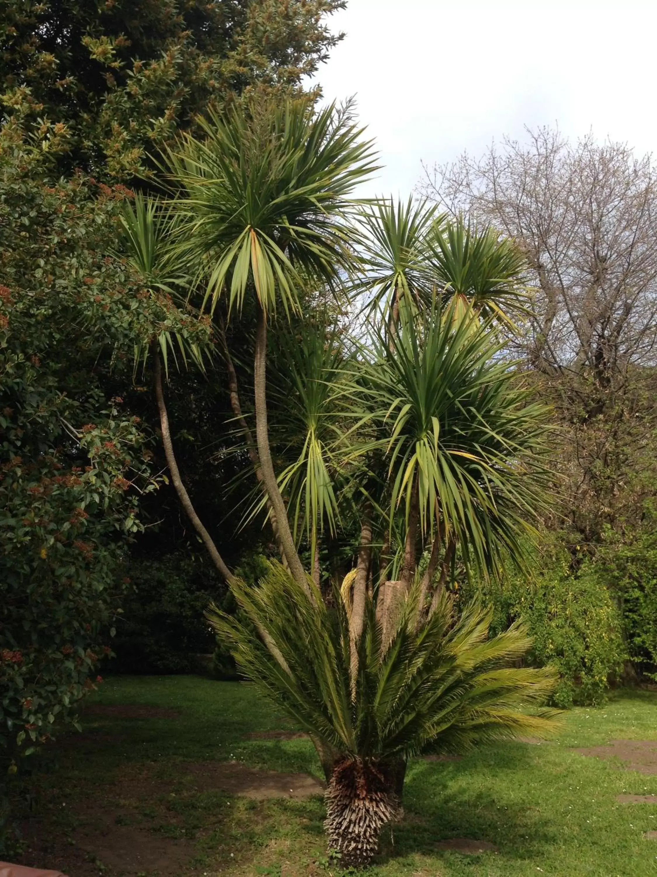 Garden in Villa Abbamer