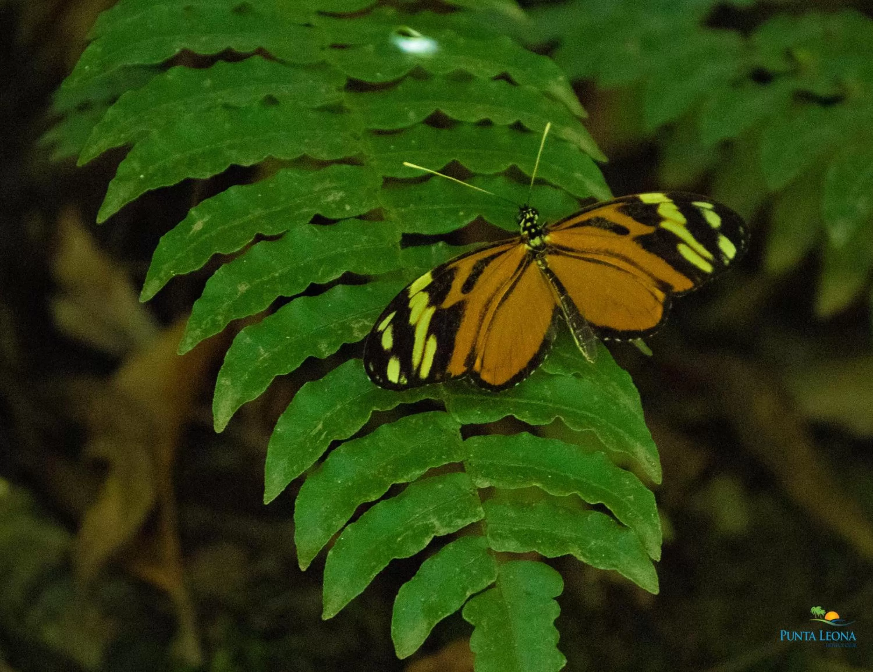 Property building in Hotel Punta Leona