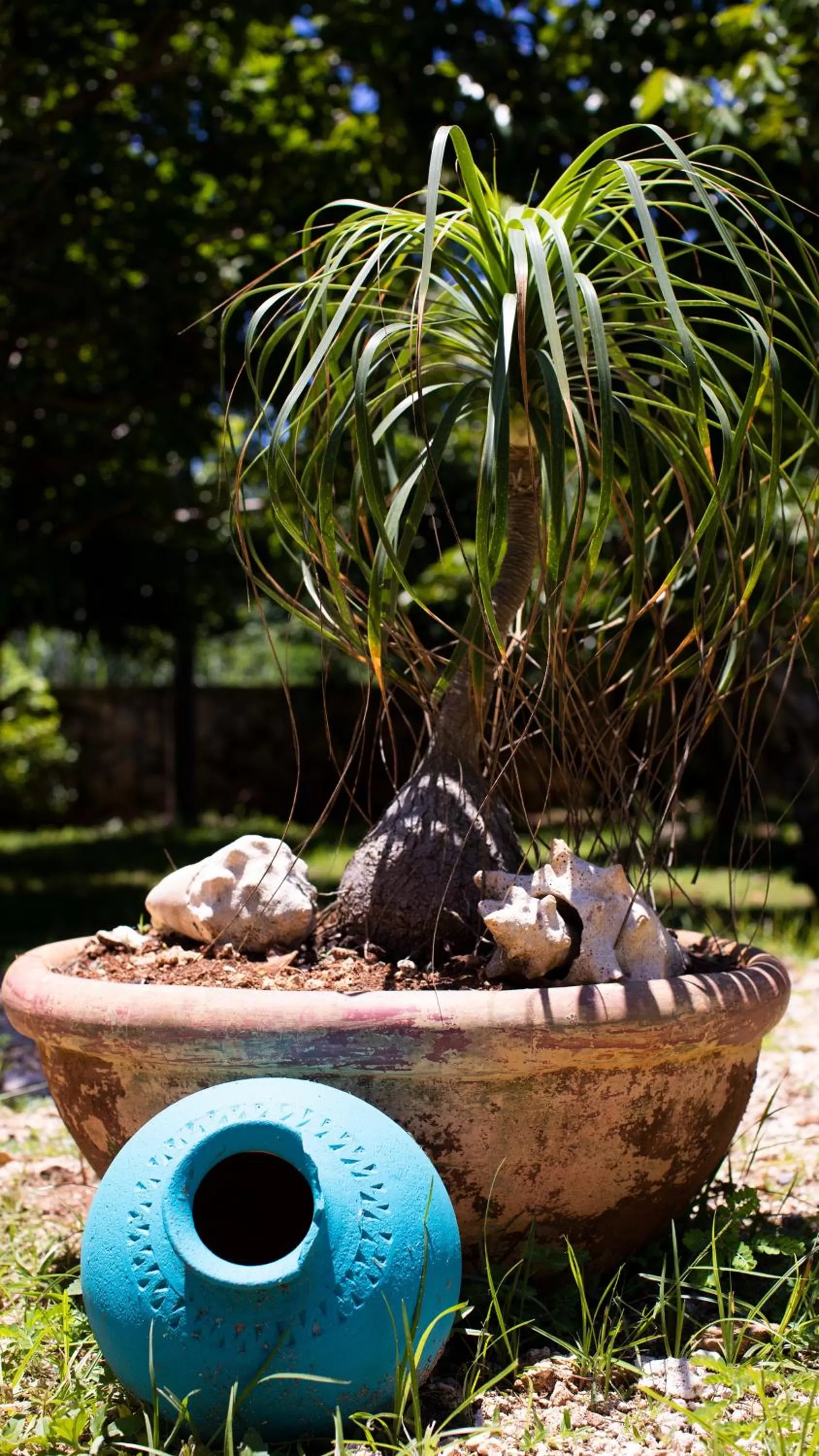 Garden in Hosteria Mar y Sol