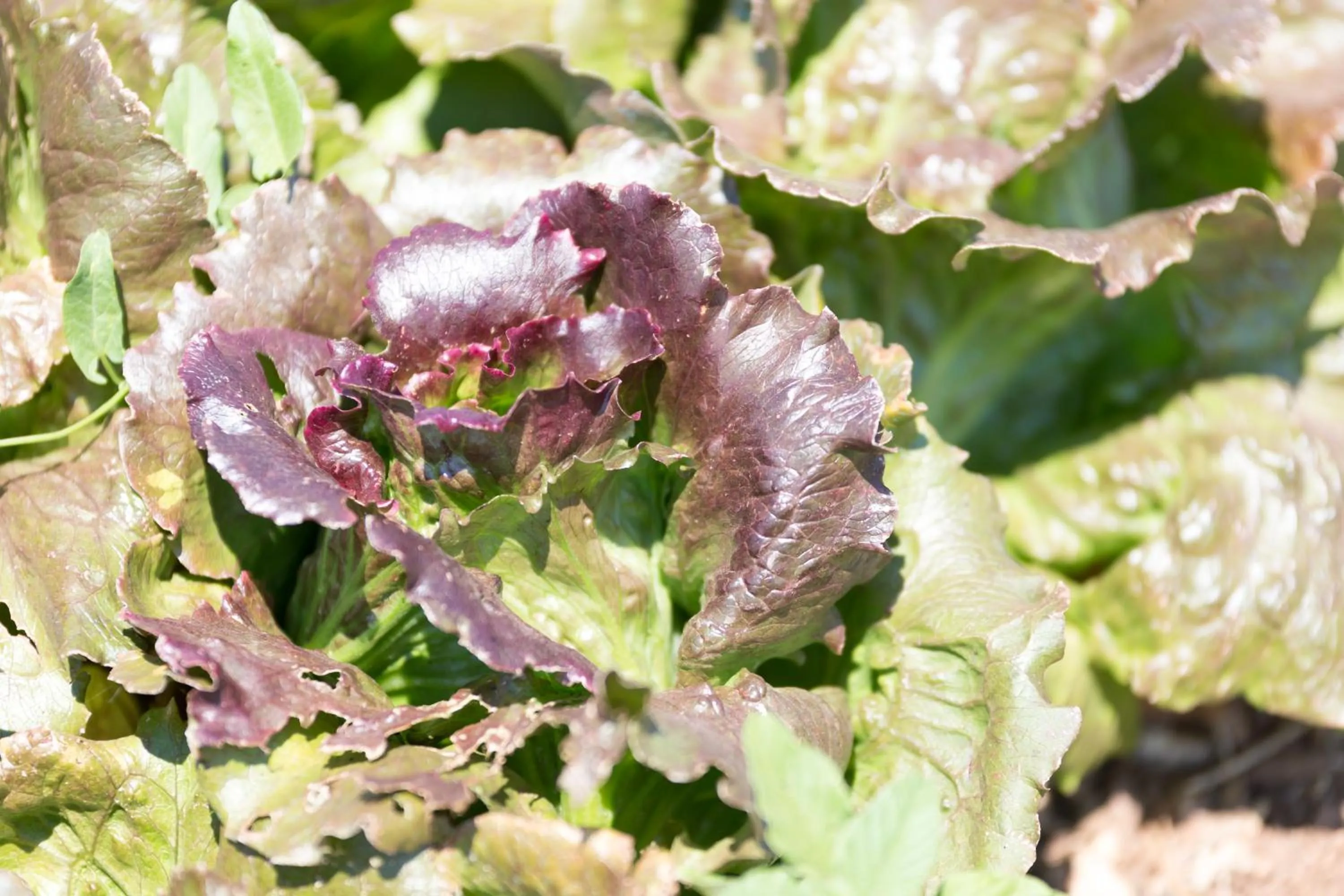 Food in Agriturismo Fasano