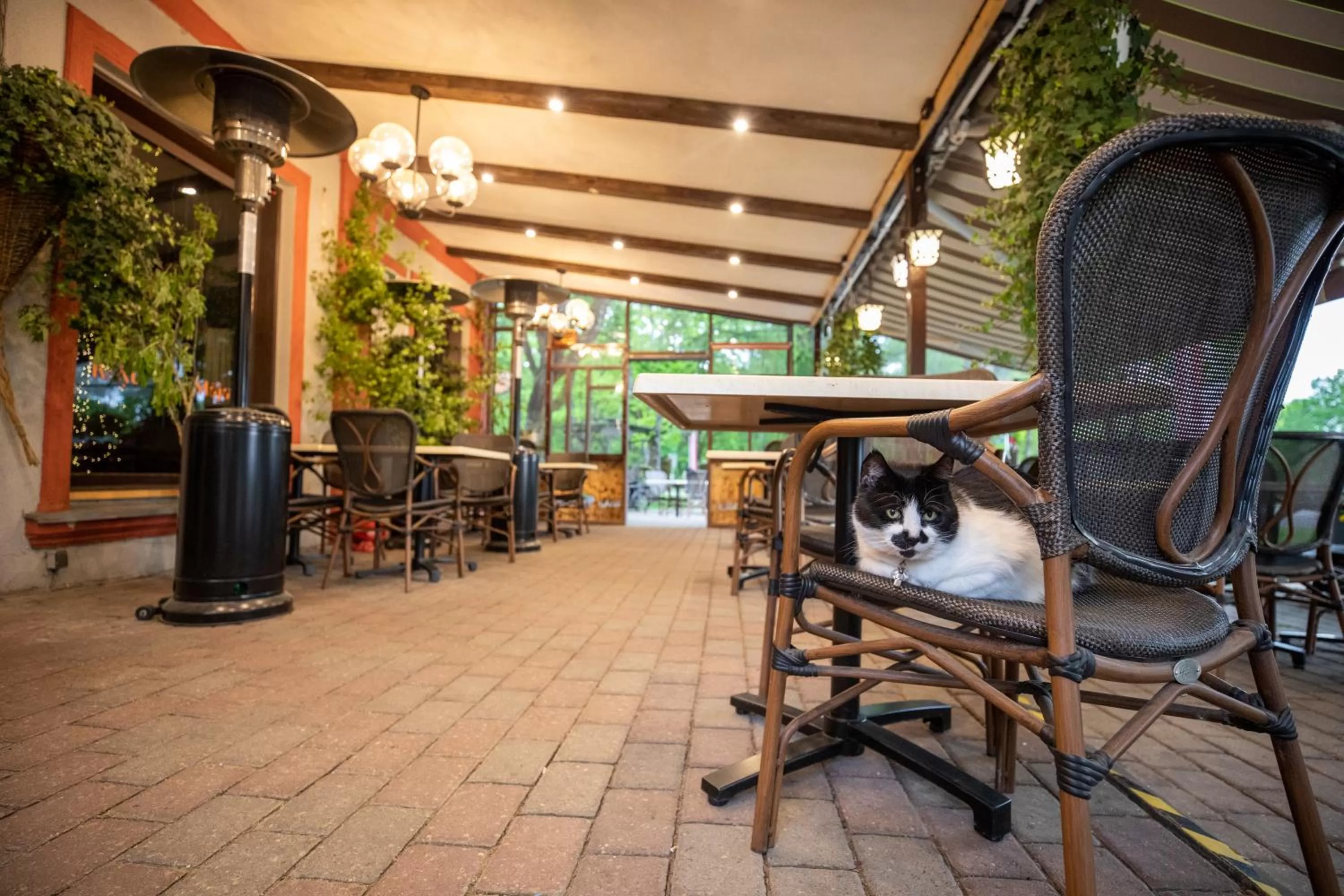 Patio in City Center Kaķis B&B