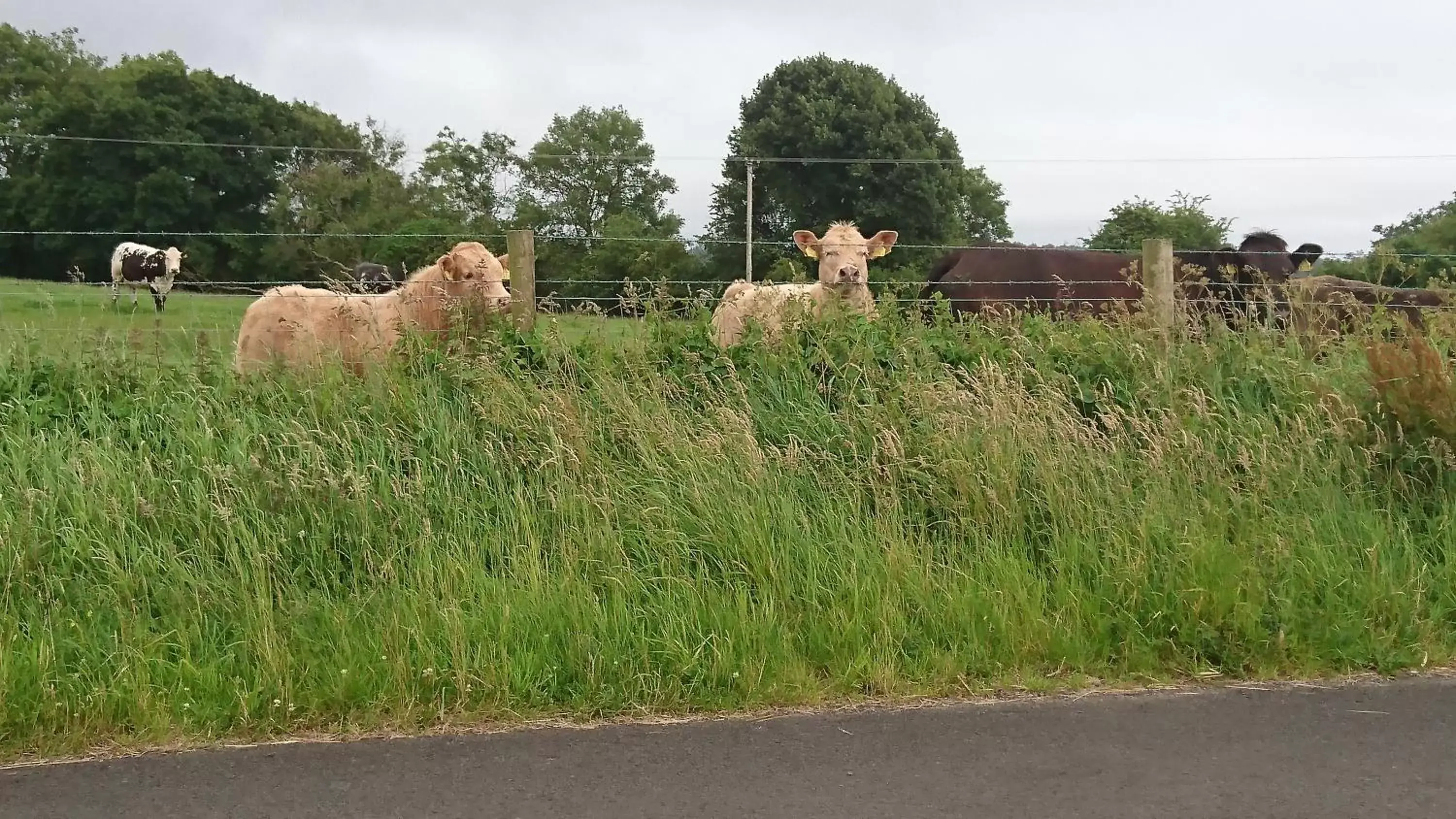 Neighbourhood, Other Animals in Rossclare Lodge