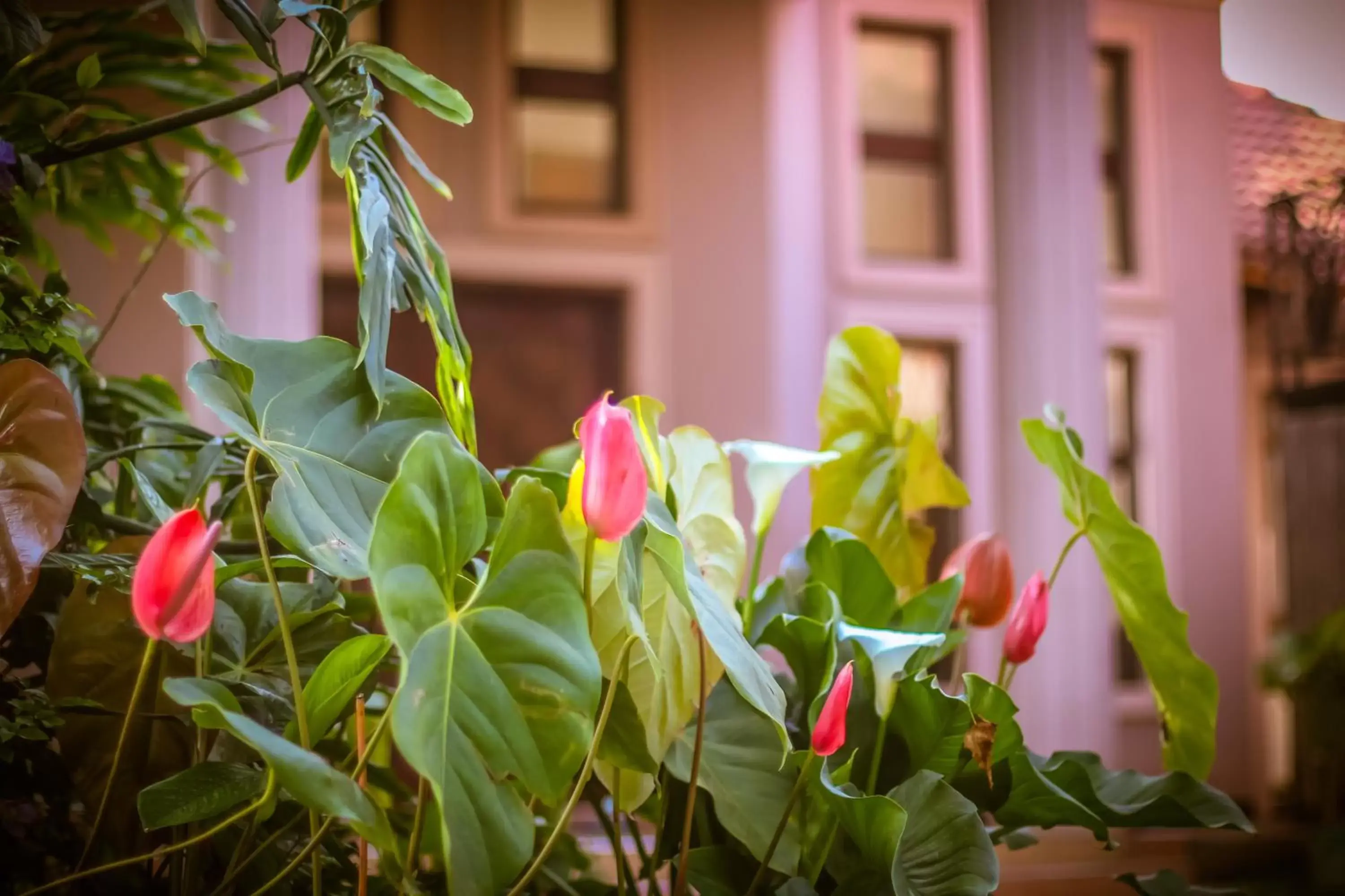 Garden in Zawadi House Lodge