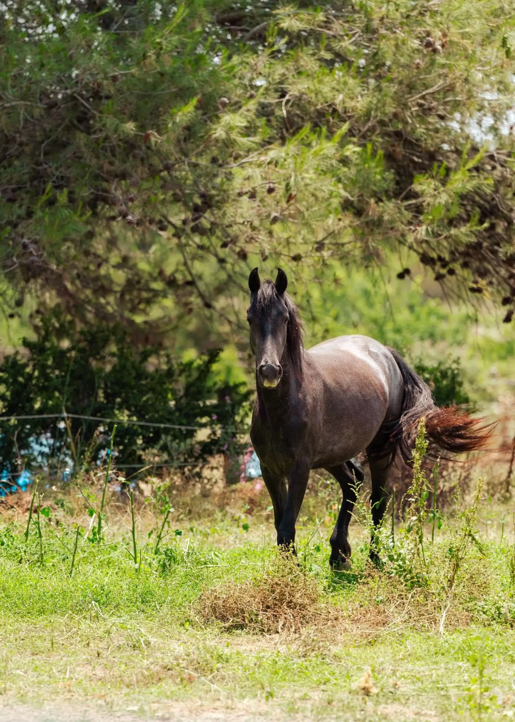 Day, Other Animals in La Villa Vicha, The Originals Relais