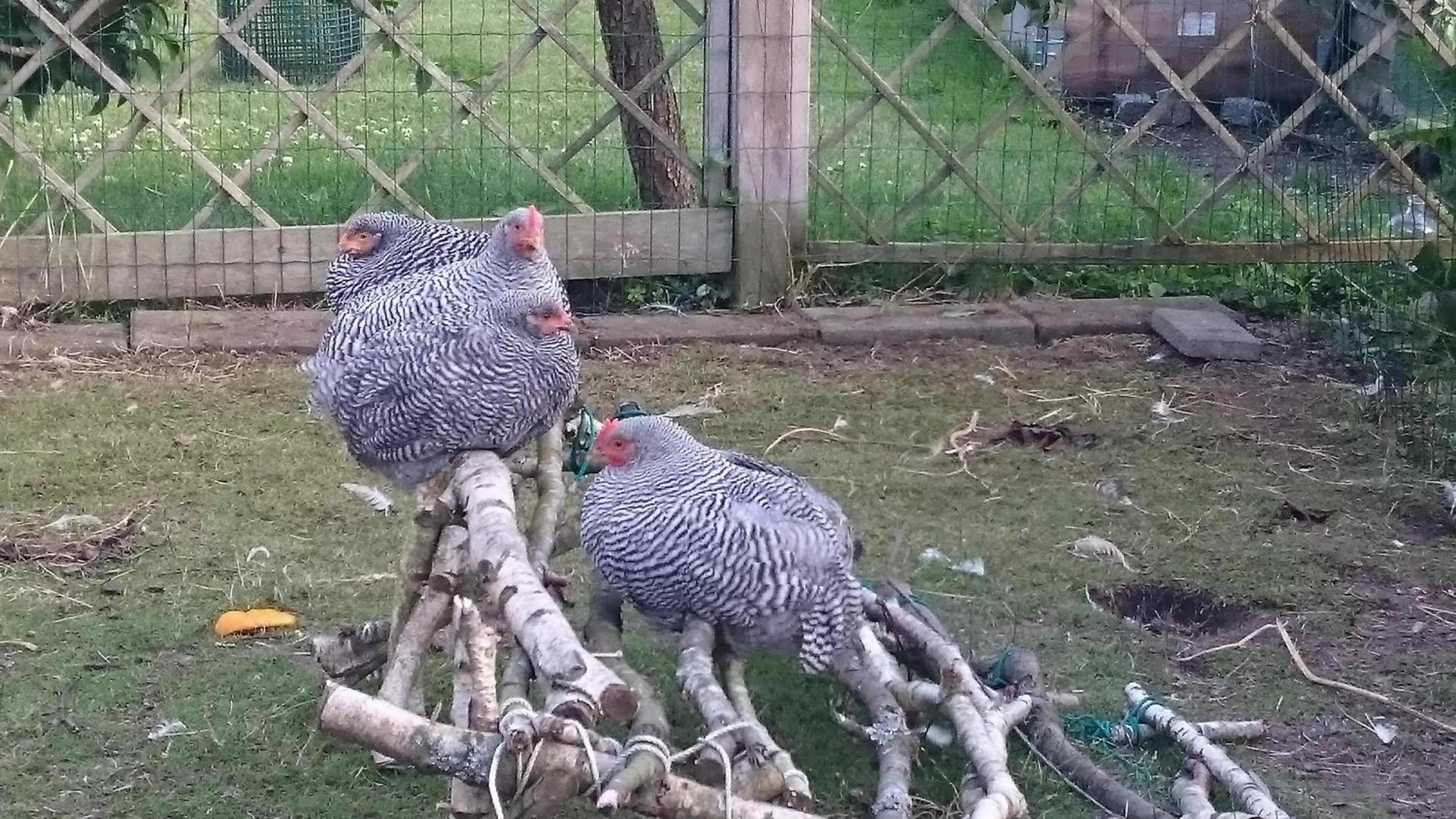 Animals in Dåstrup Bed & Breakfast