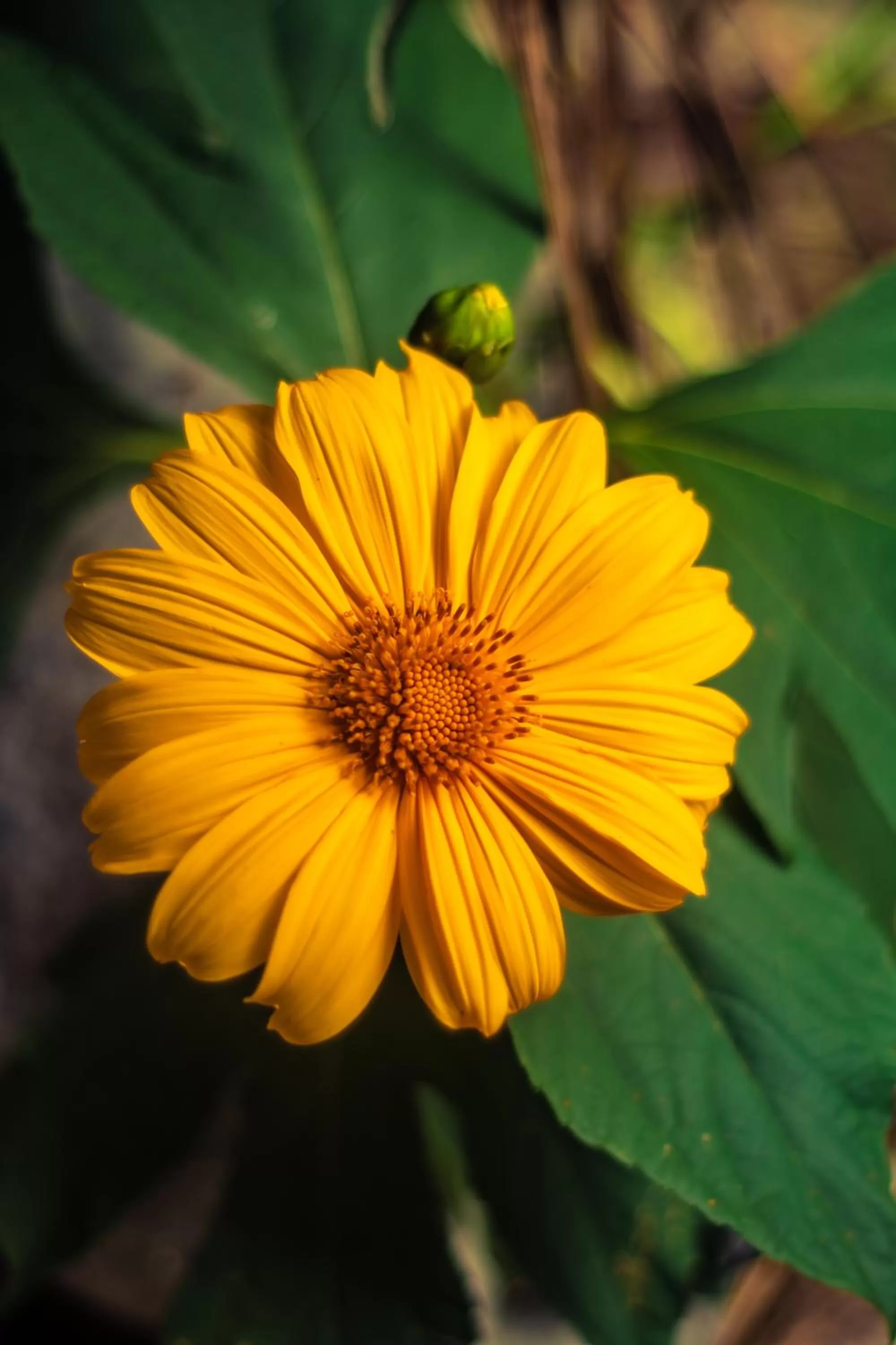 Spring in Sitio Simple Life