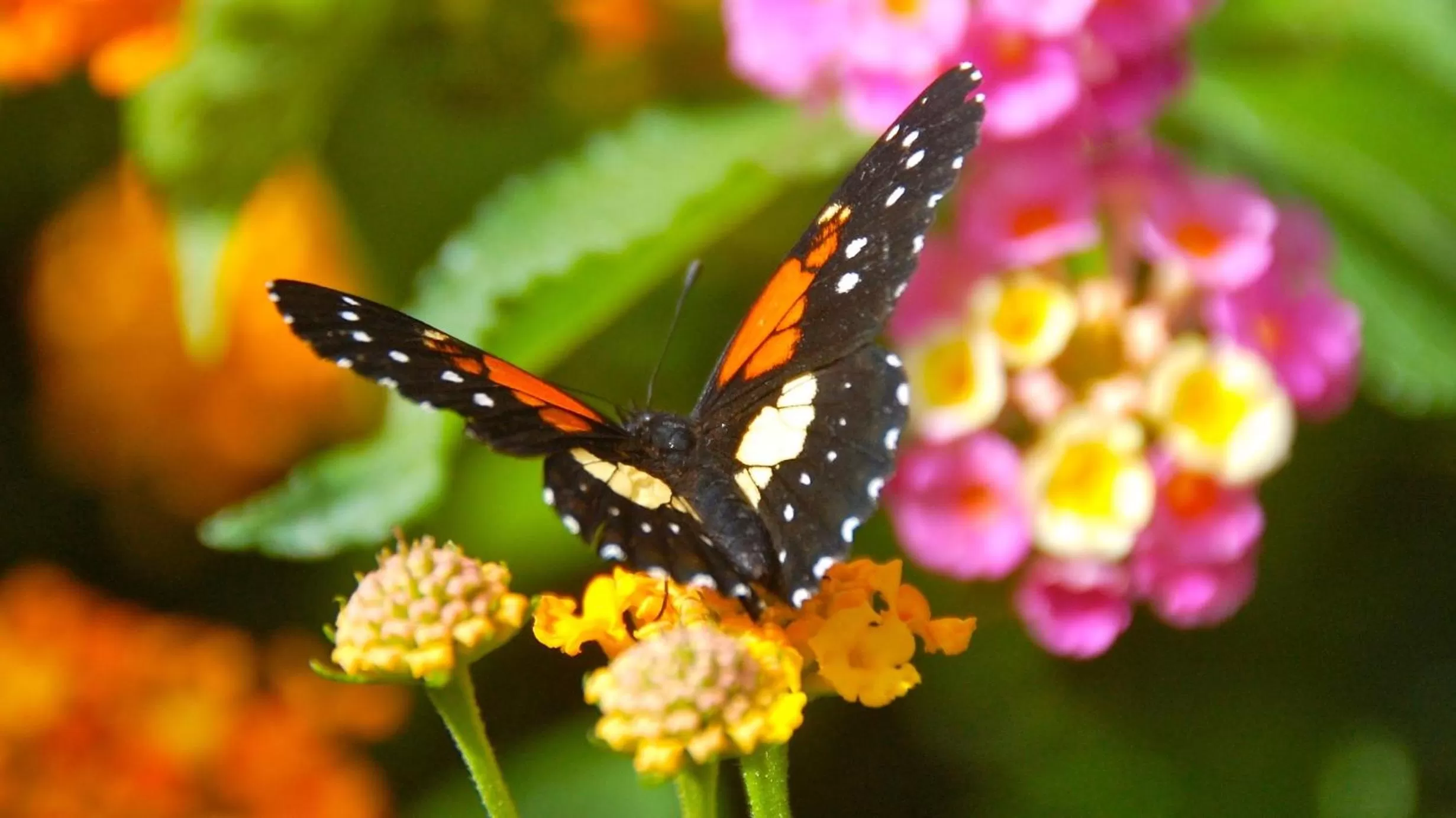 View (from property/room), Other Animals in Boquete Garden Inn