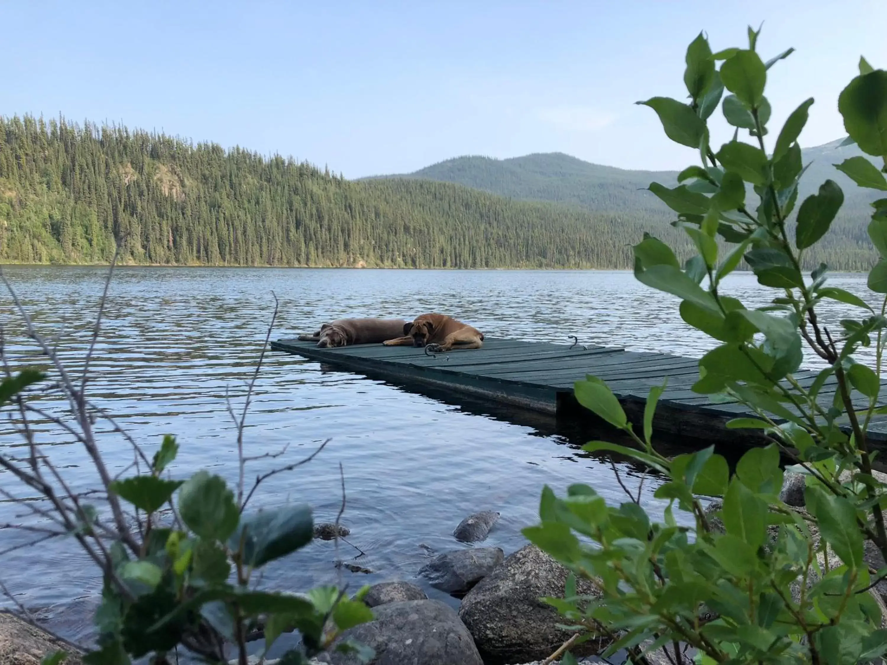 Beach, Other Animals in Vines and Puppies Hideaway