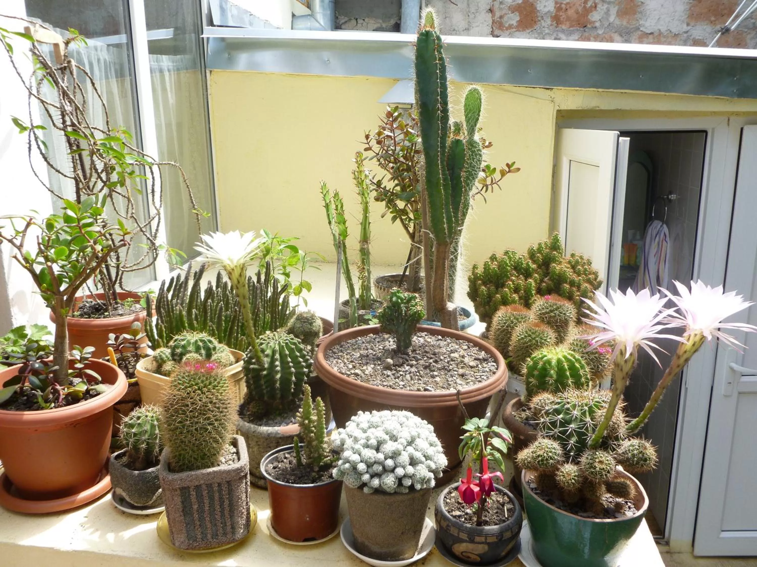Balcony/Terrace in Ruzanna's Bed & Breakfast