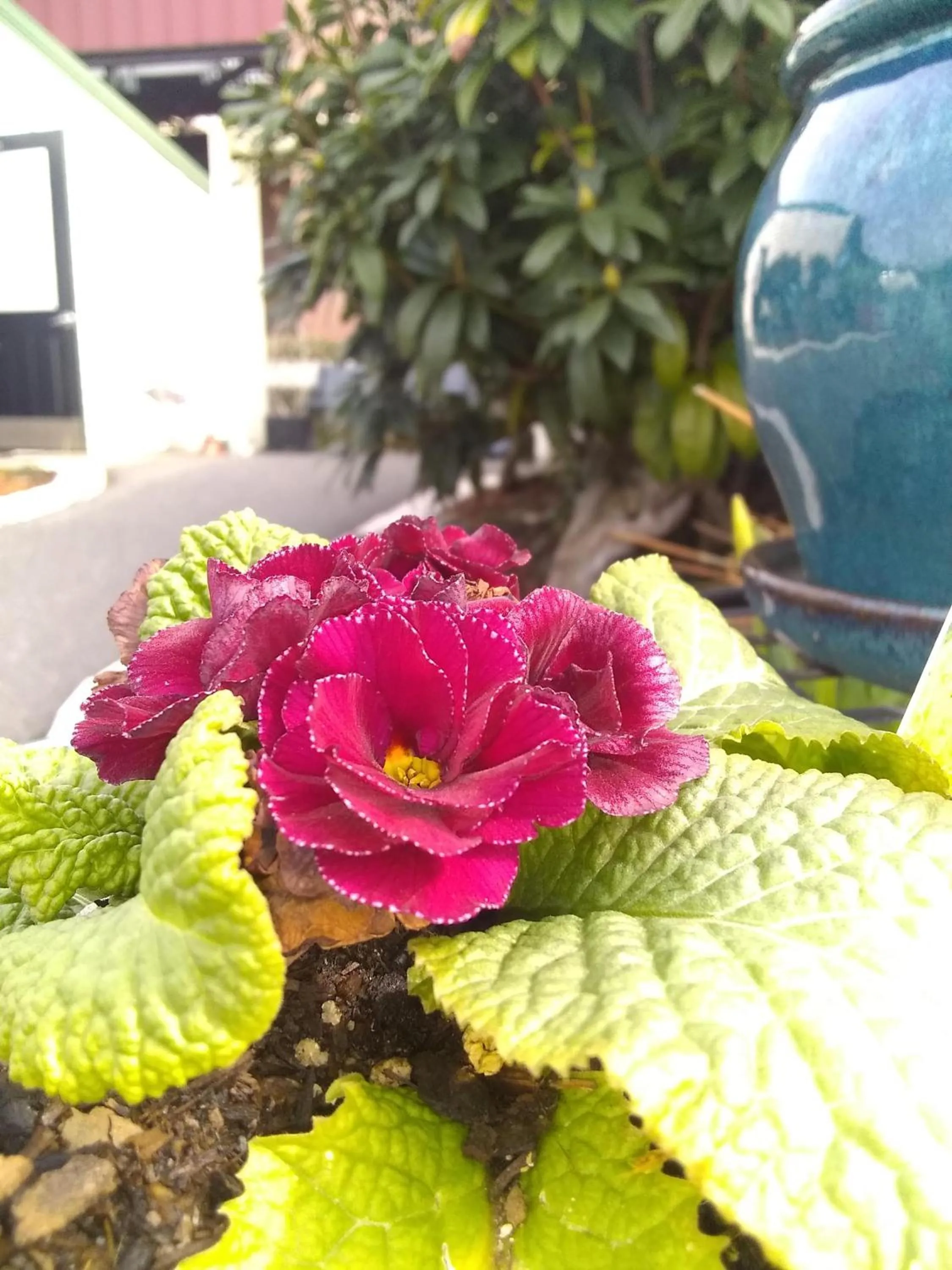 Garden in The Orca Inn