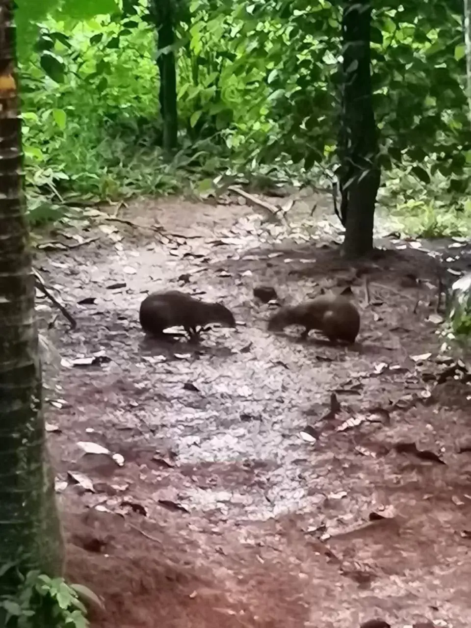 Other Animals in Iguanitas Lodge