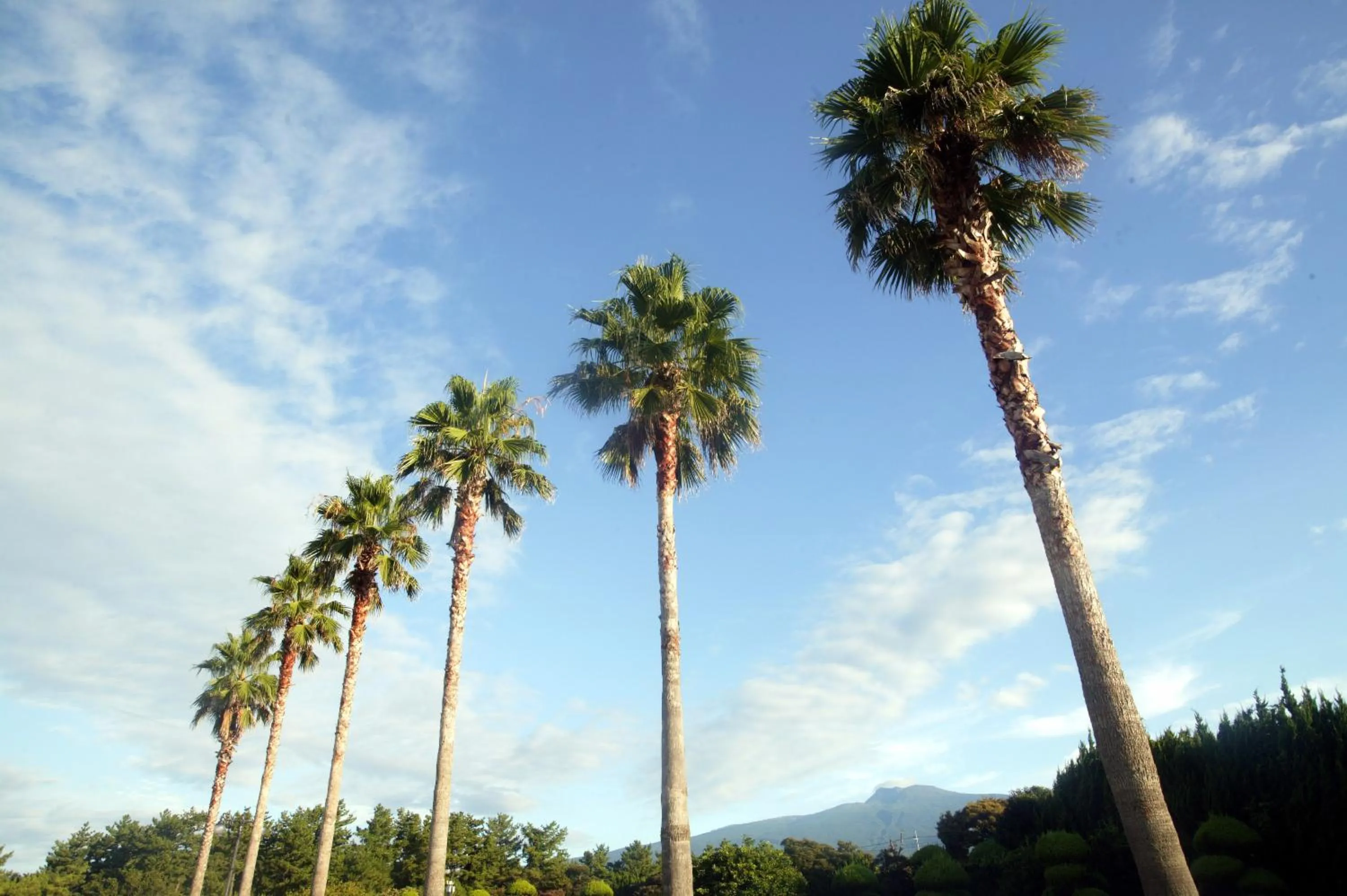 Garden in Seogwipo KAL Hotel