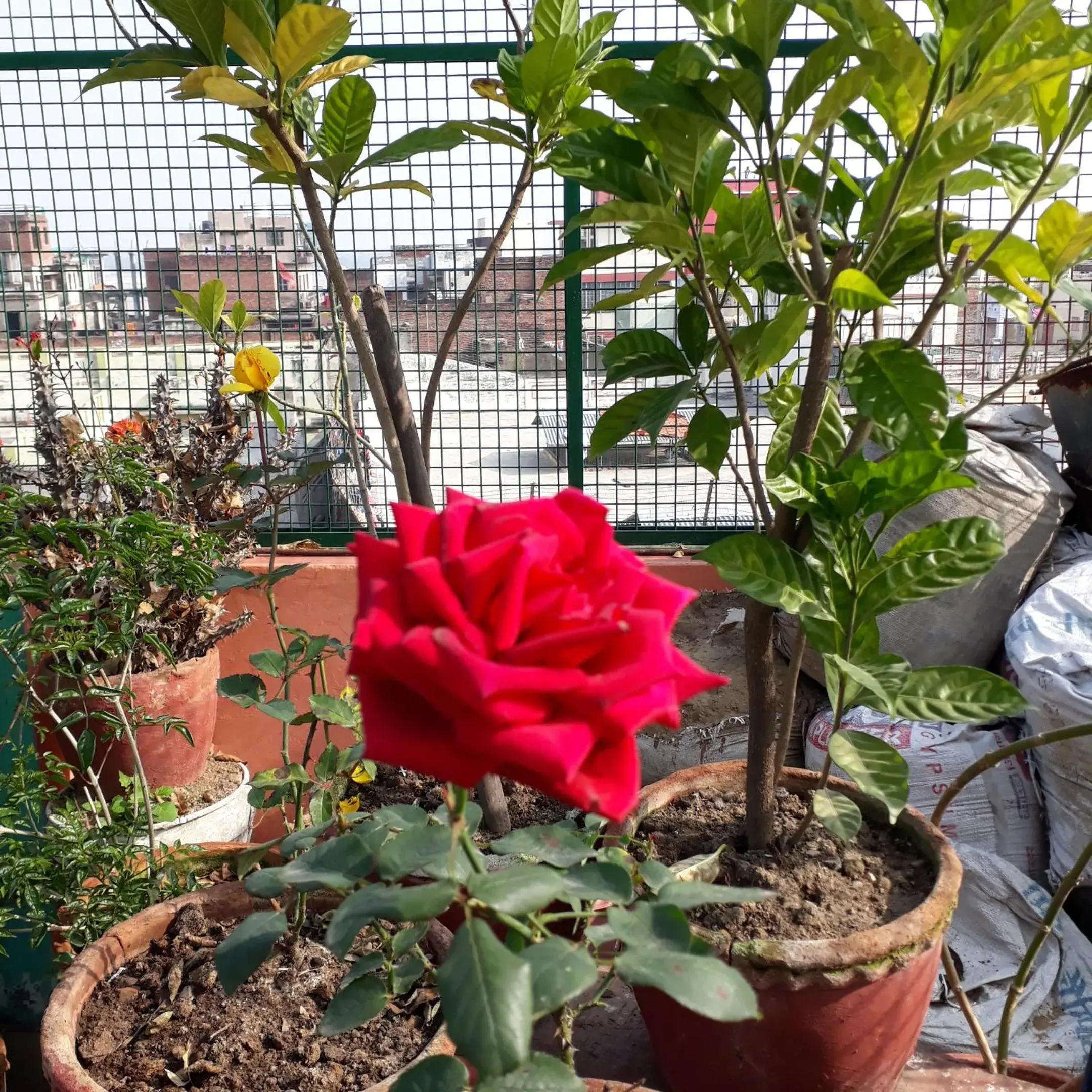 Garden in Tara Guest House