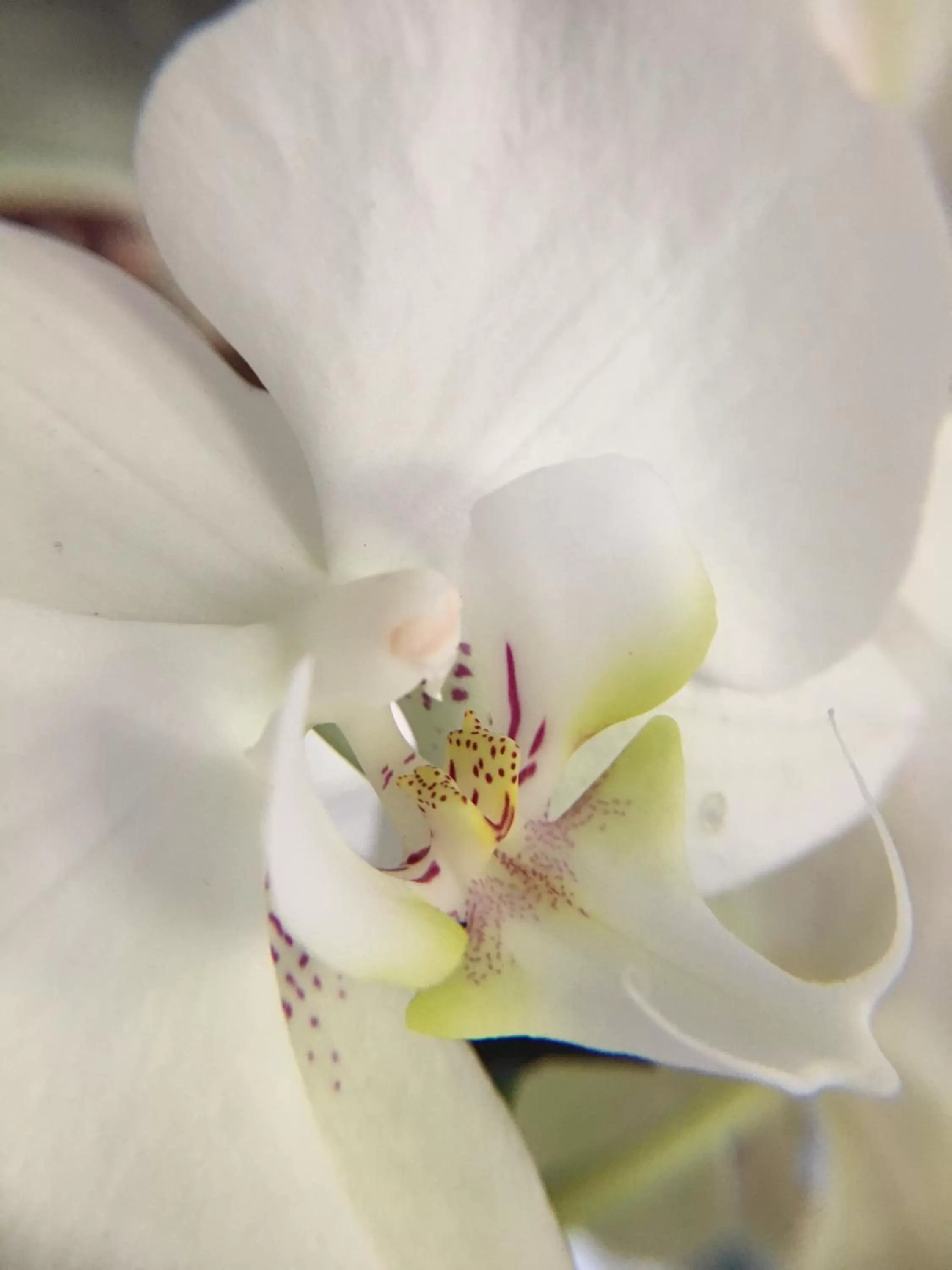 Decorative detail in La Romance et la Romanesque