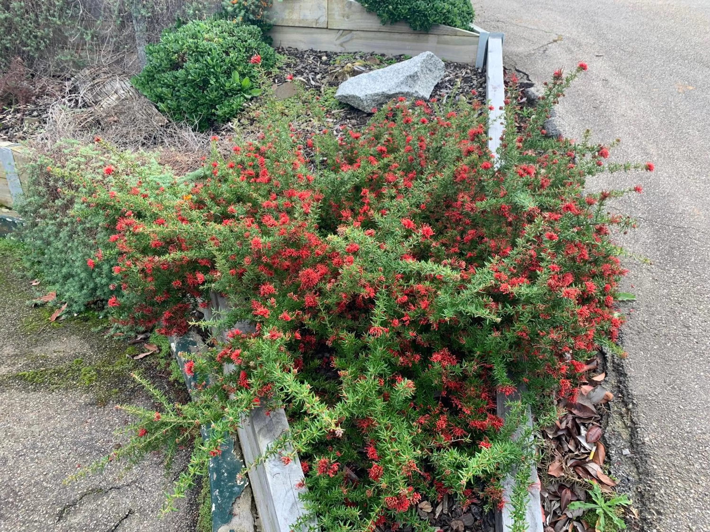 Garden view in Orbost Country Man Motor Inn