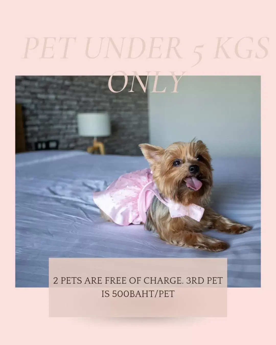 Pets in Get Zleep Premium Budget Hotel