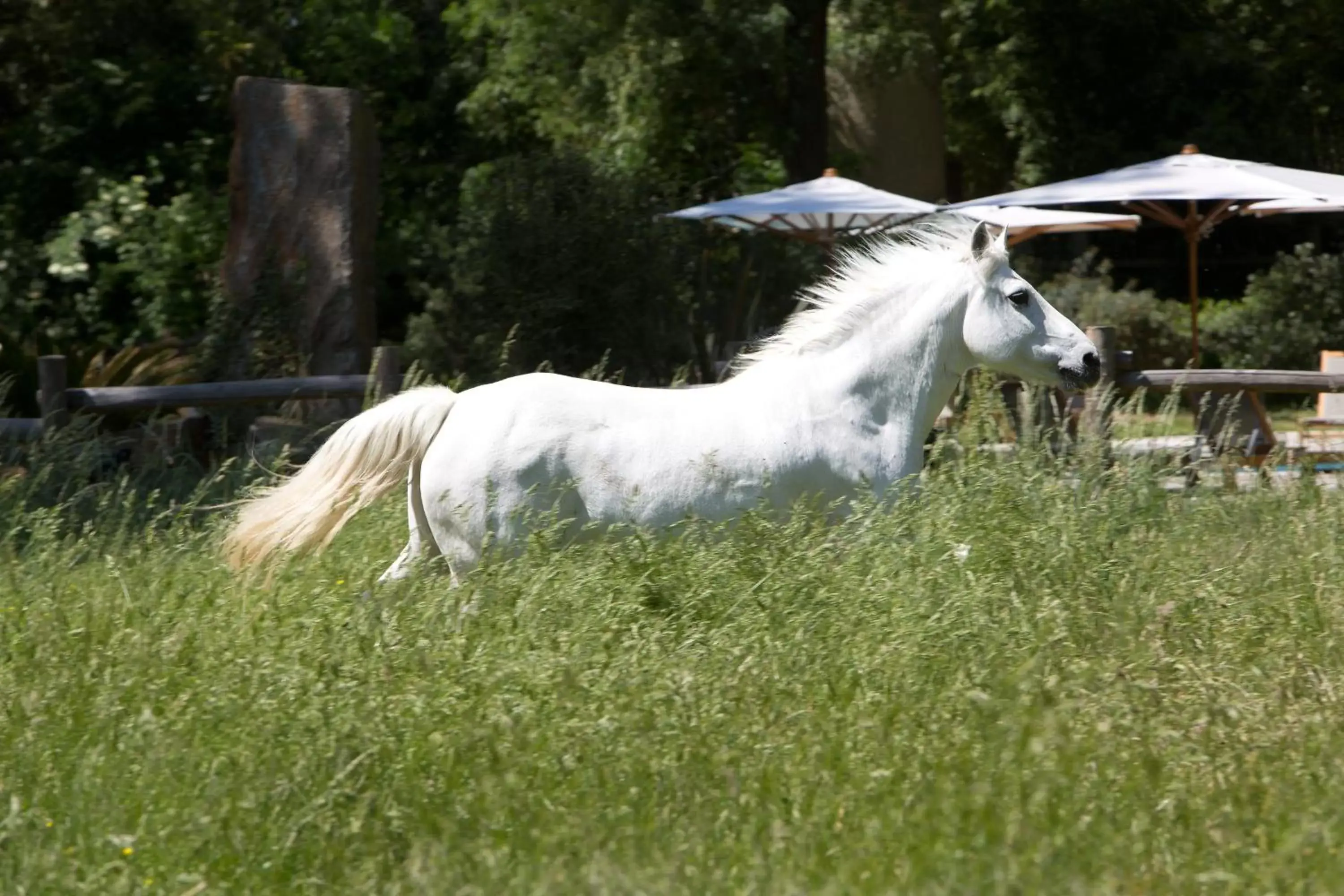 Animals, Other Animals in Domaine de Biar