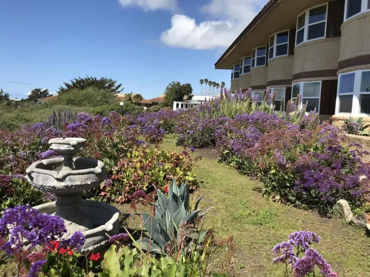 Garden, Property Building in The Morgan Hotel San Simeon