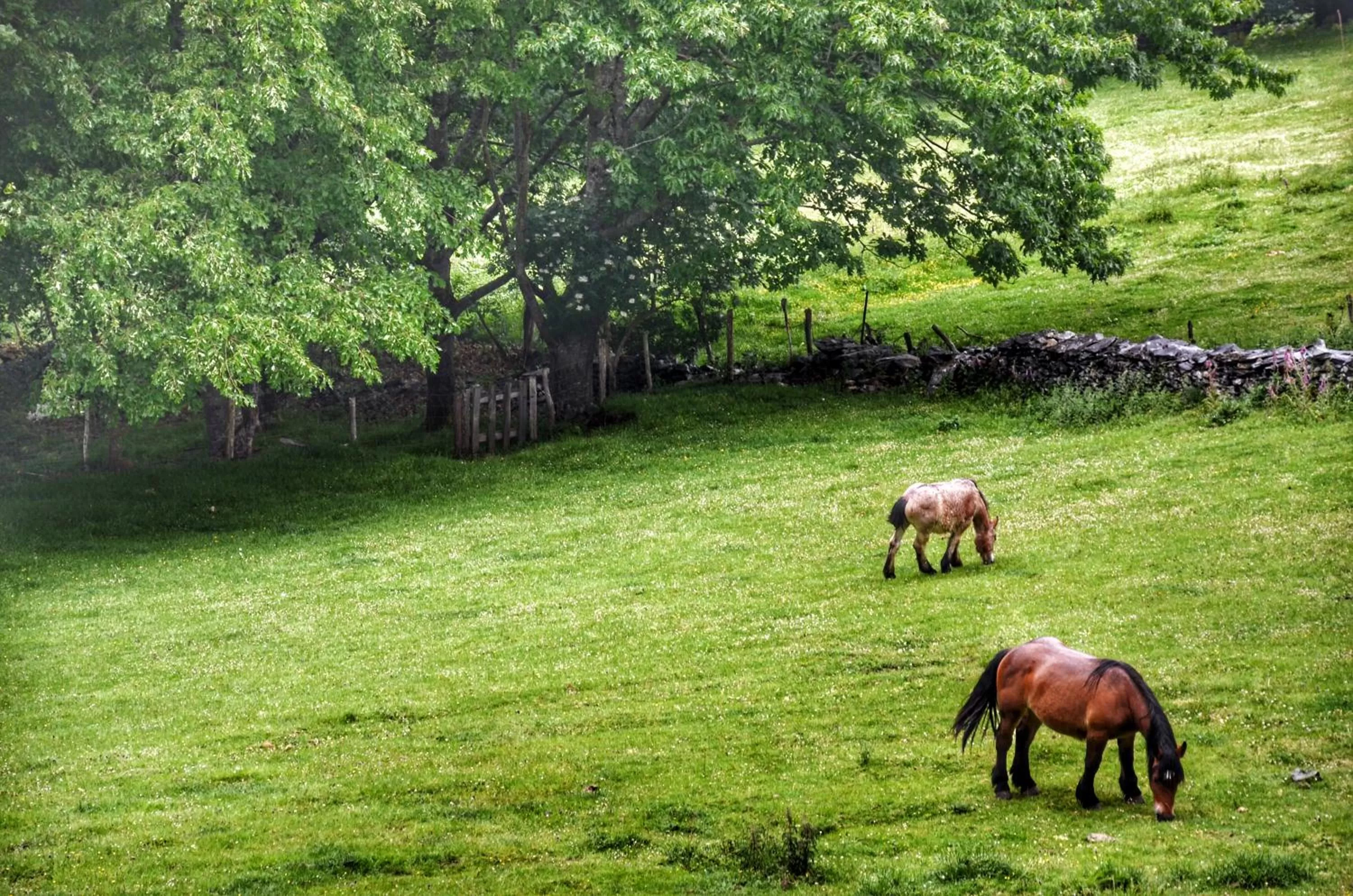 Off site, Other Animals in Arantza Hotela- Adults Only