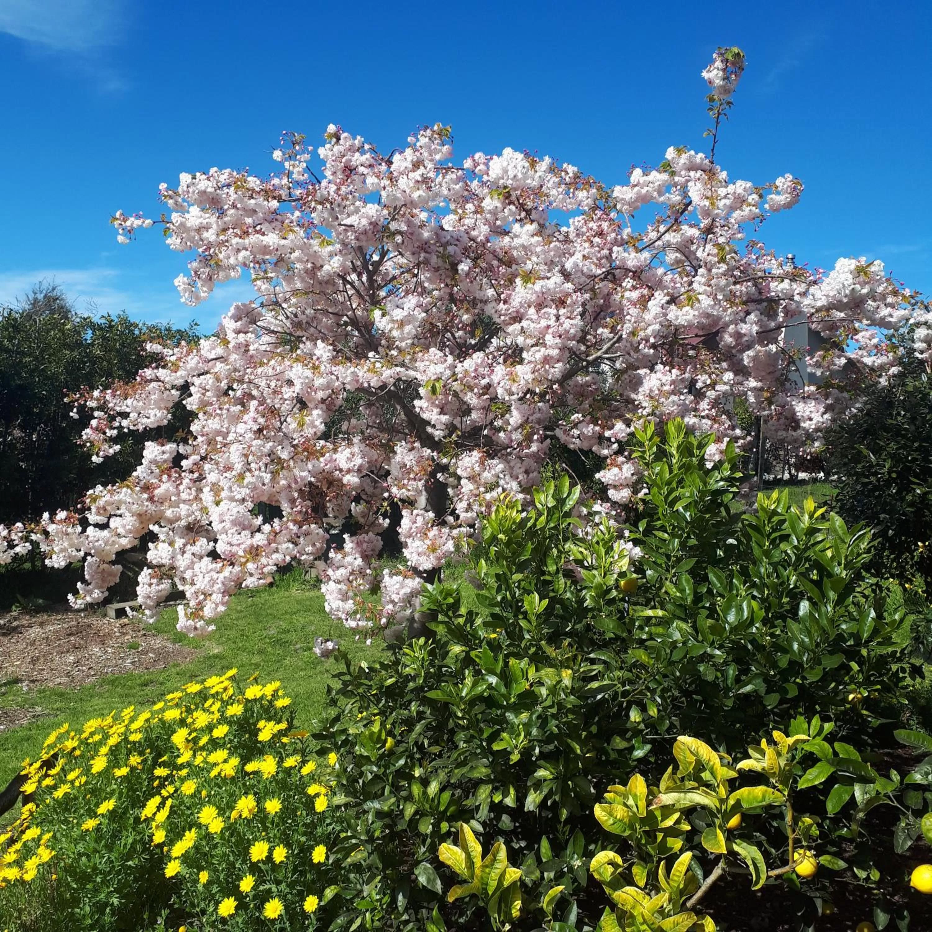 Garden in māra