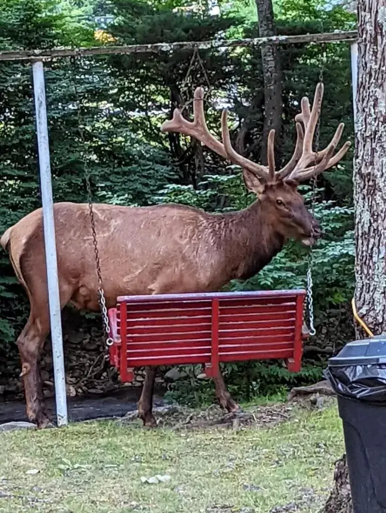 Other Animals in Rolling Brook Inn