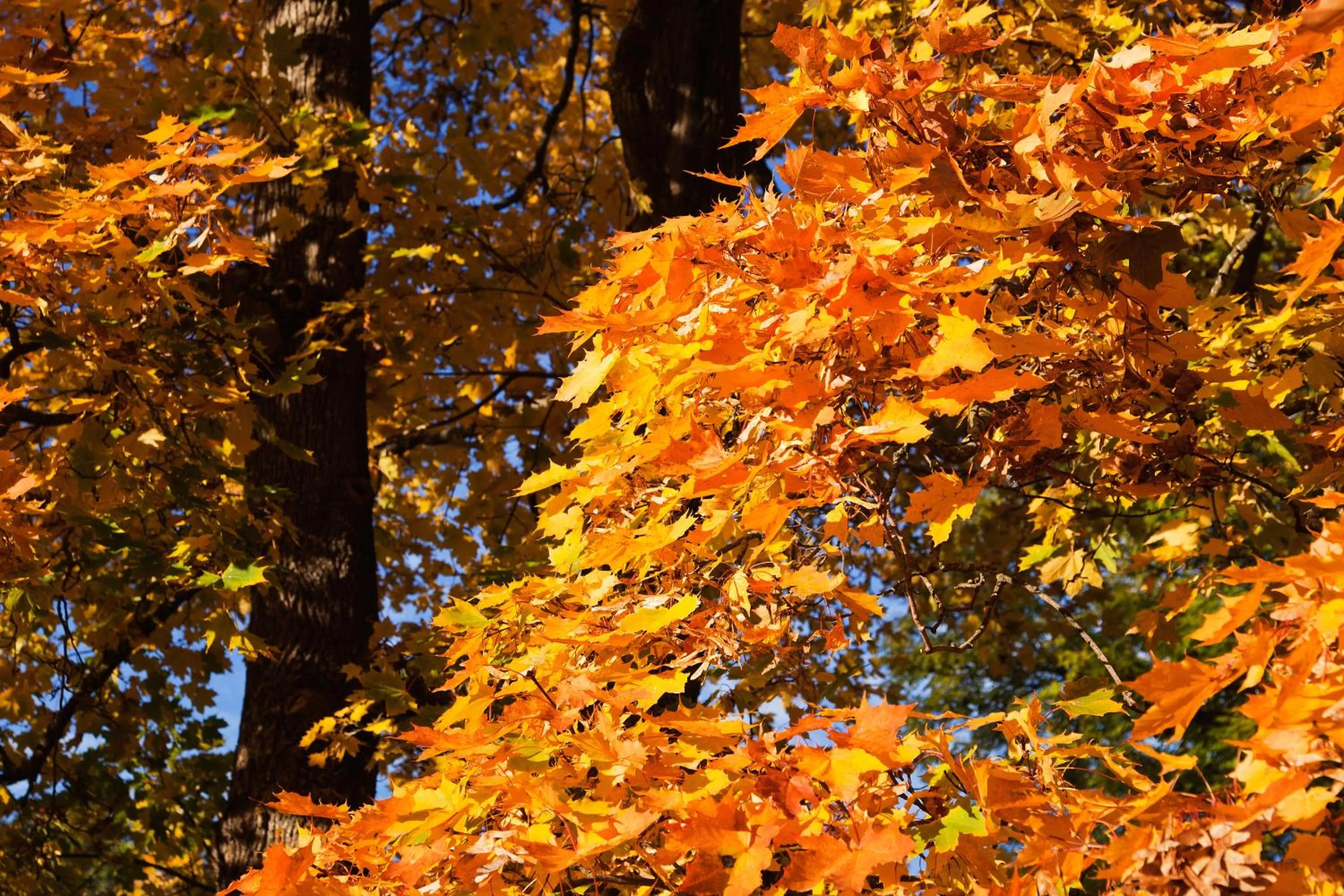 Natural landscape in Hesselby Slott