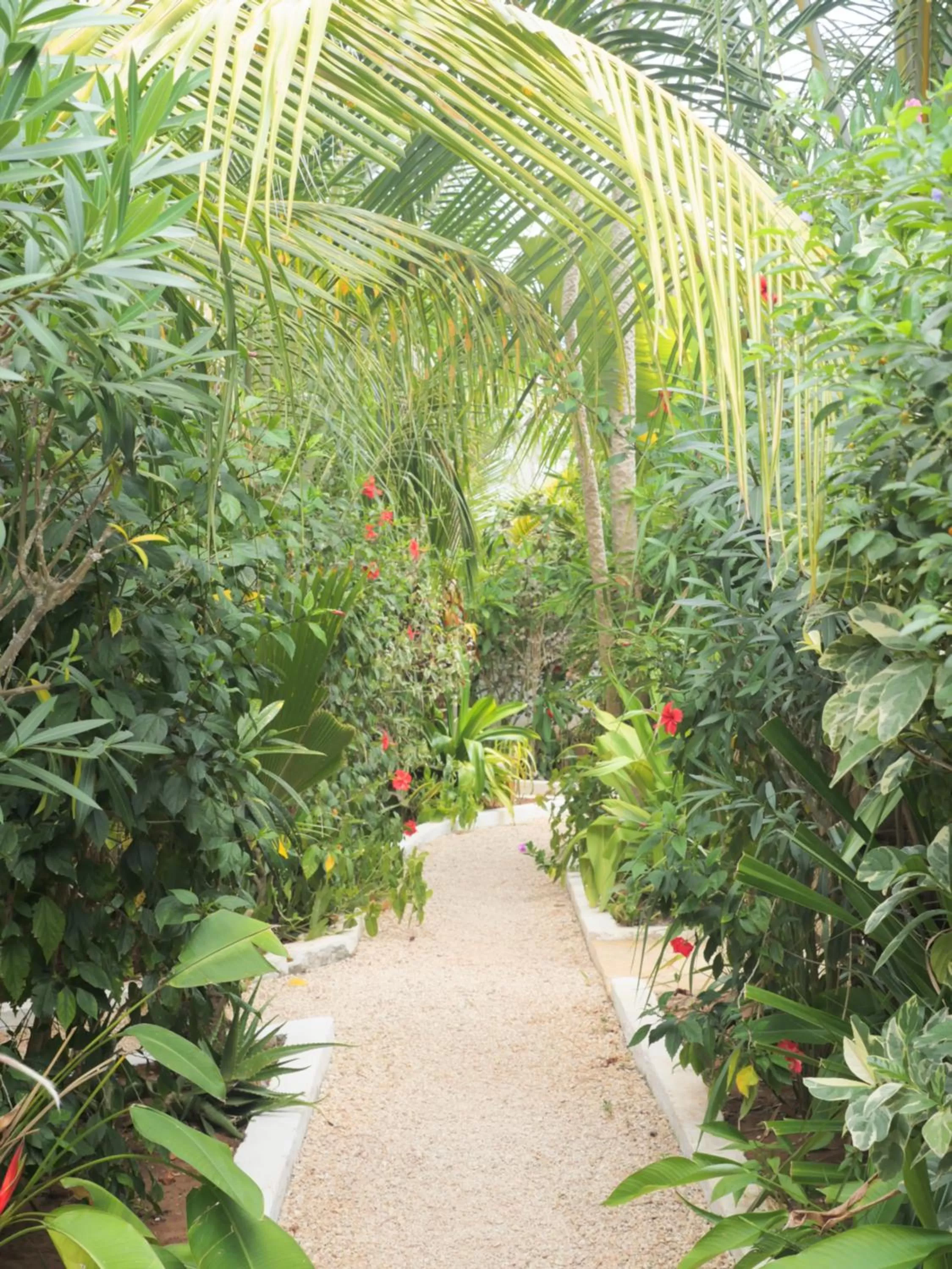 Garden in Aluna Nungwi