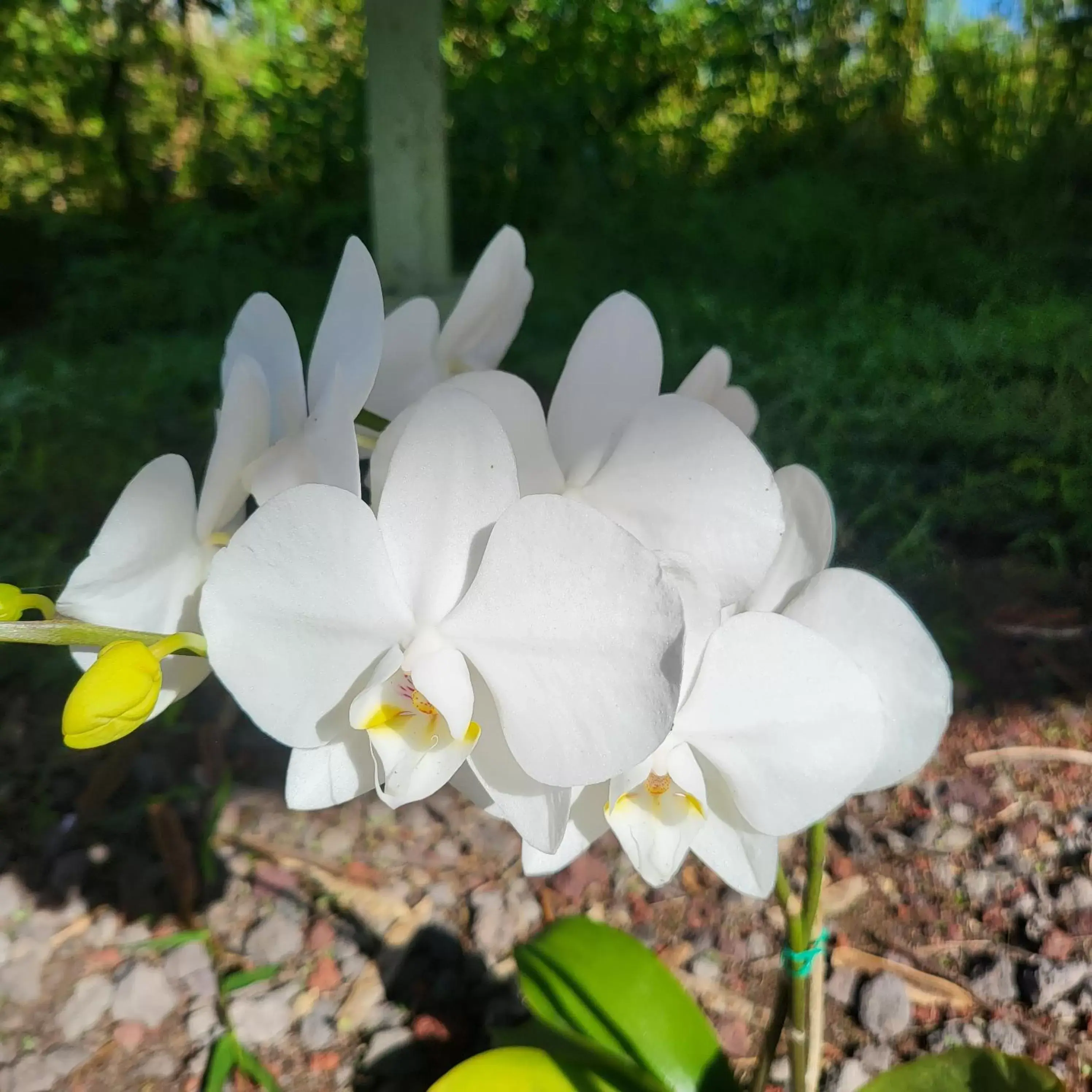 Garden in Hoomaikai Blessings