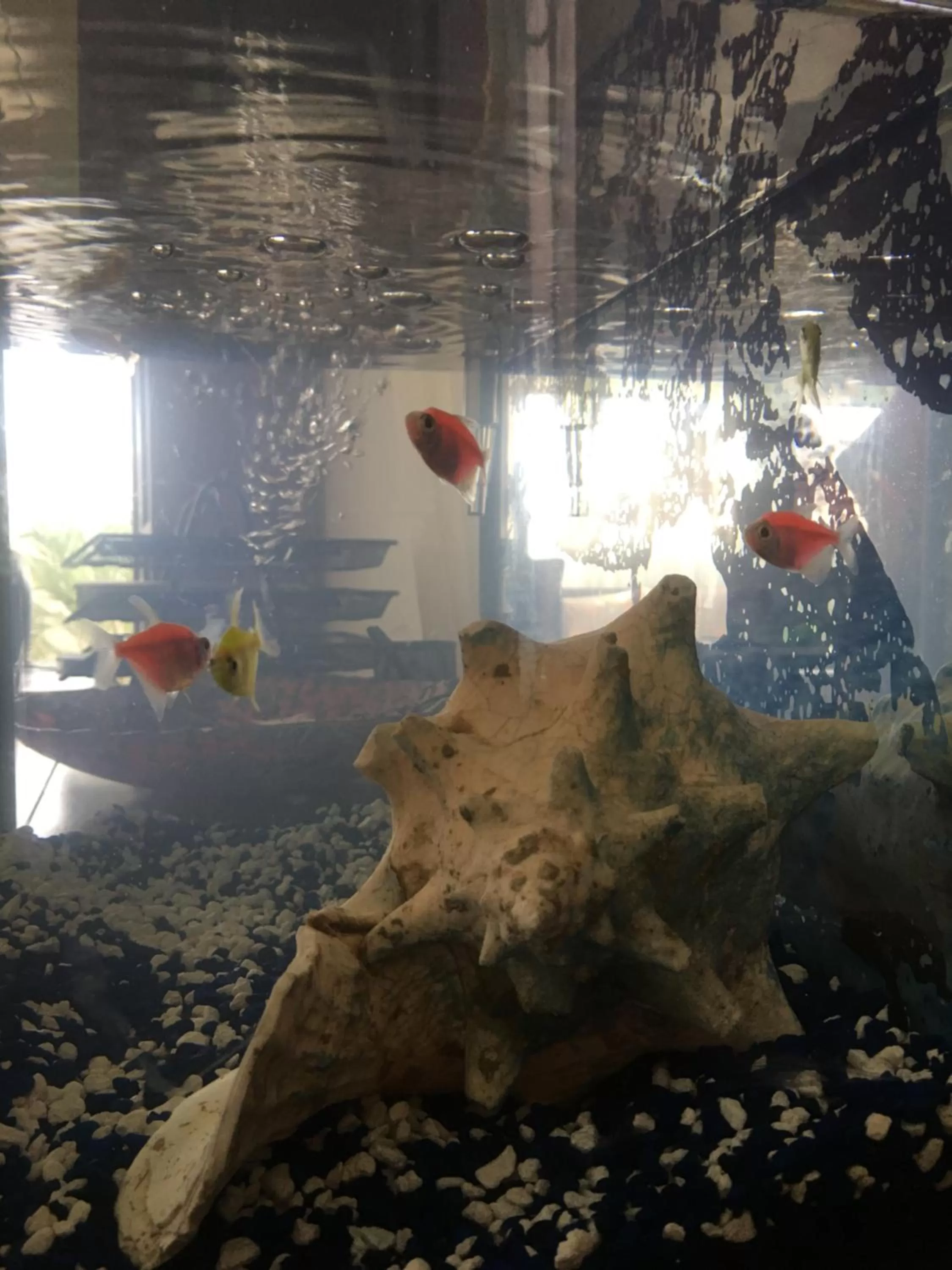 Pets in Hotel Boutique Simona