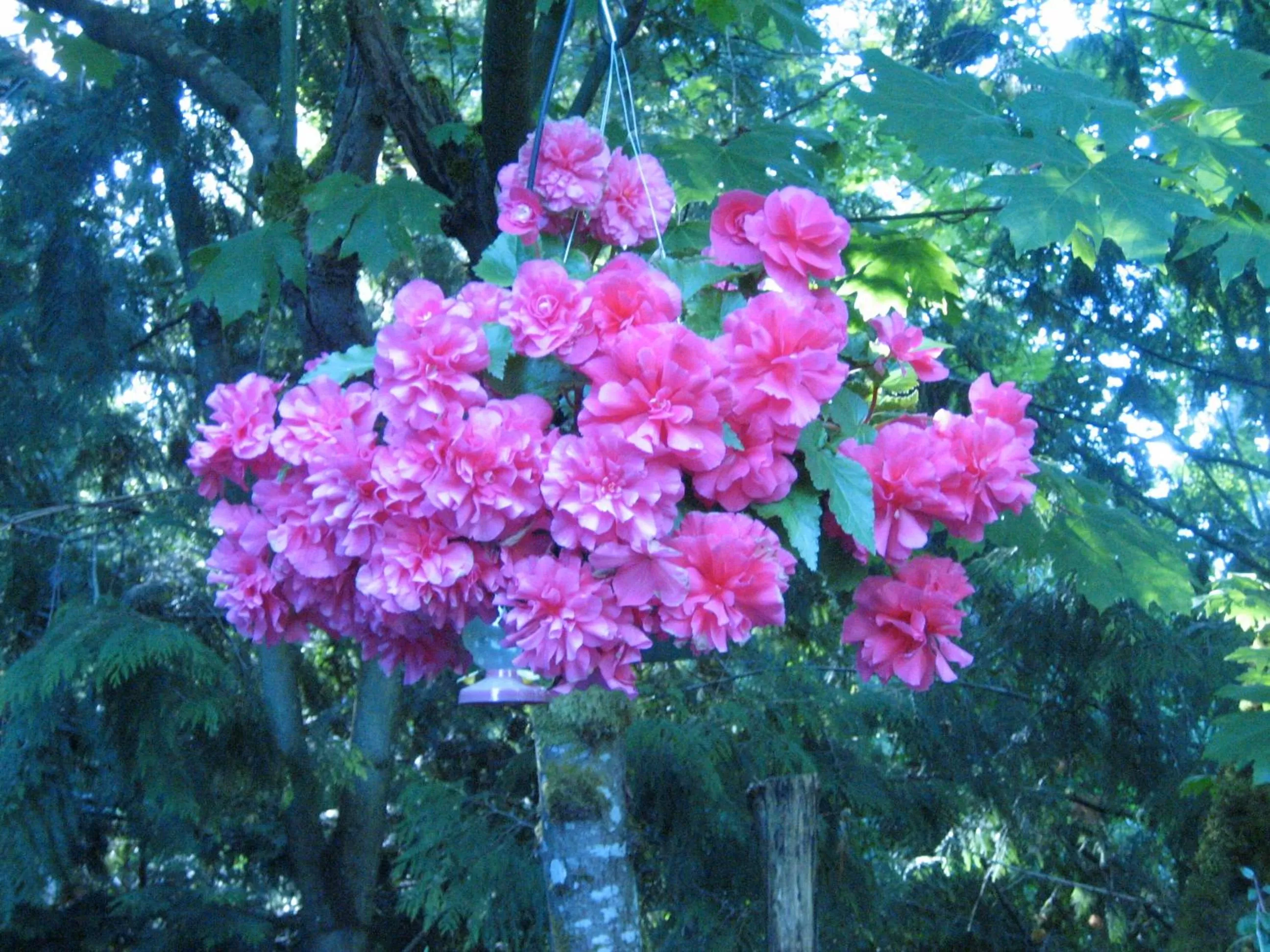 Misty Meadows B and B