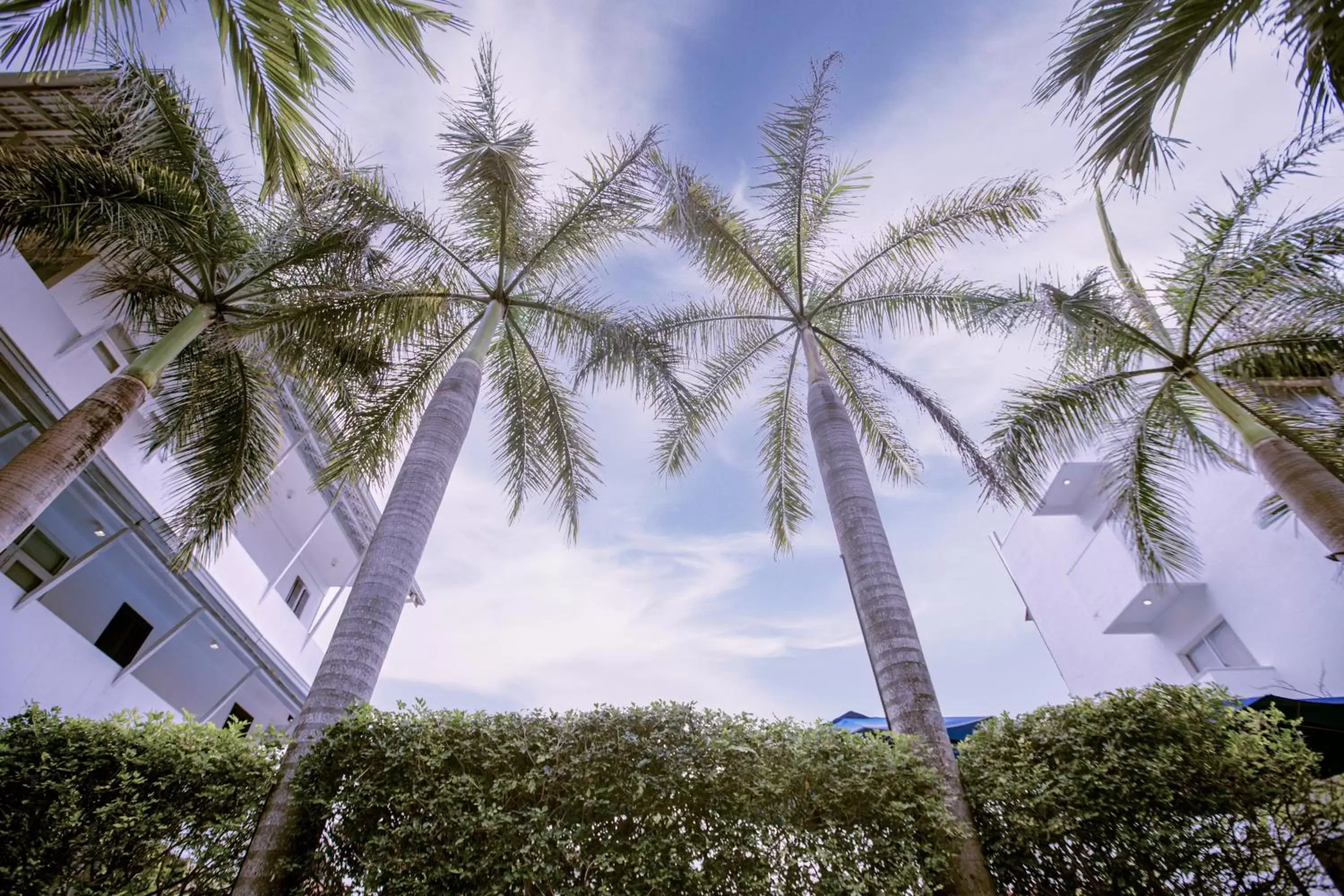 Garden in St.Lachlan Hotel & Suites