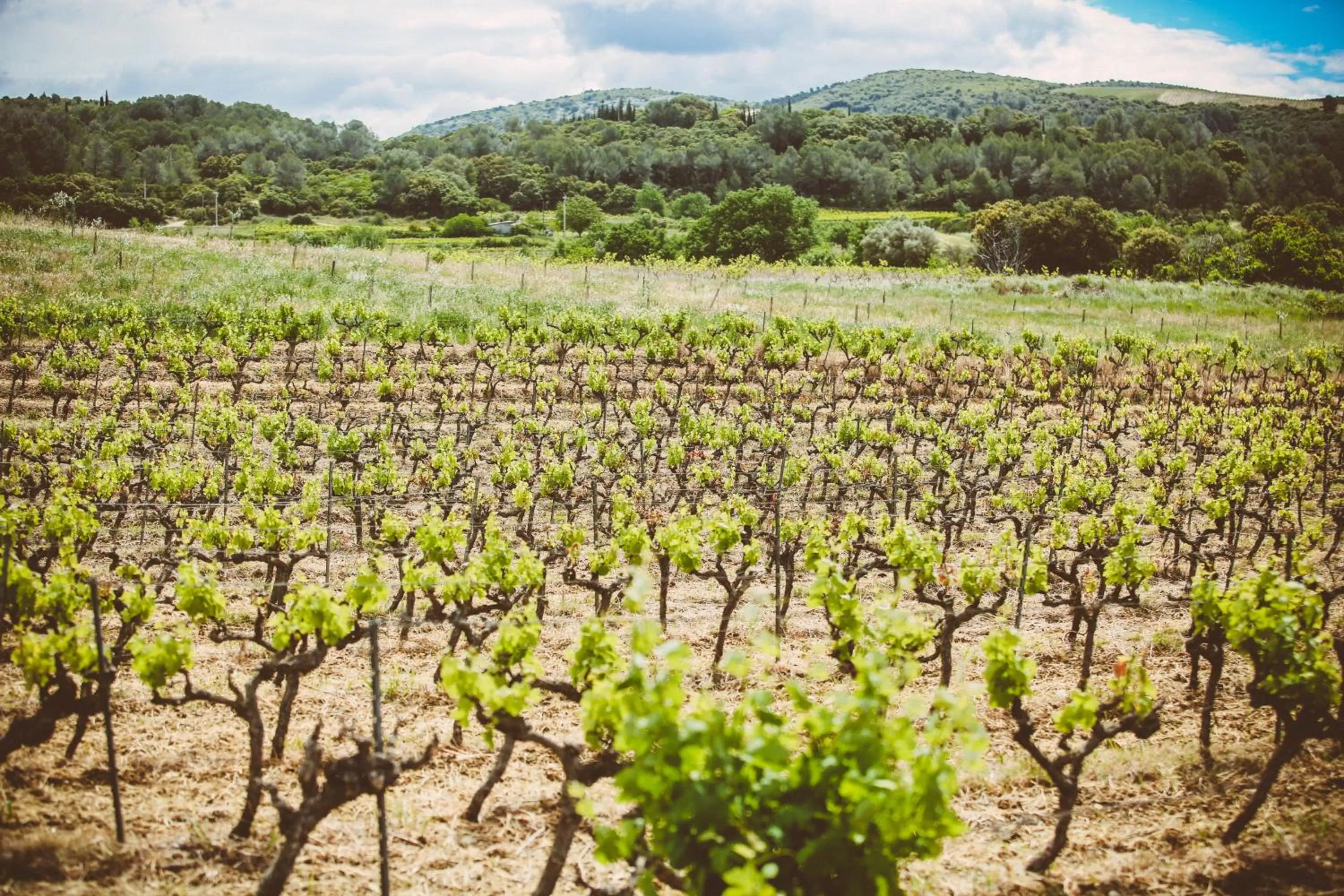 View (from property/room) in Domaine de Salente