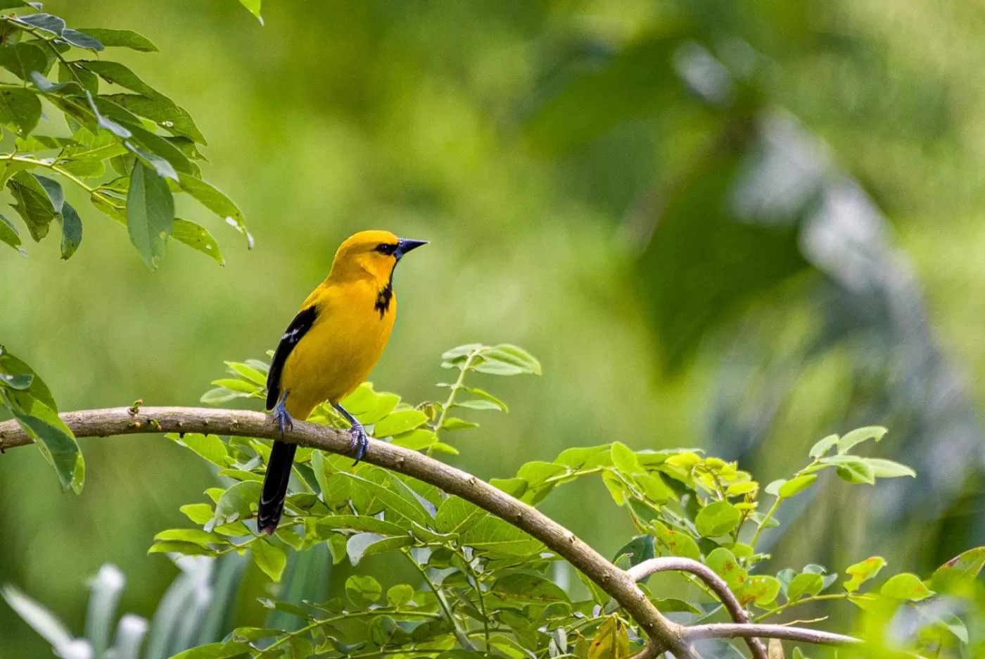 Natural landscape in MuchoSur Quimbaya