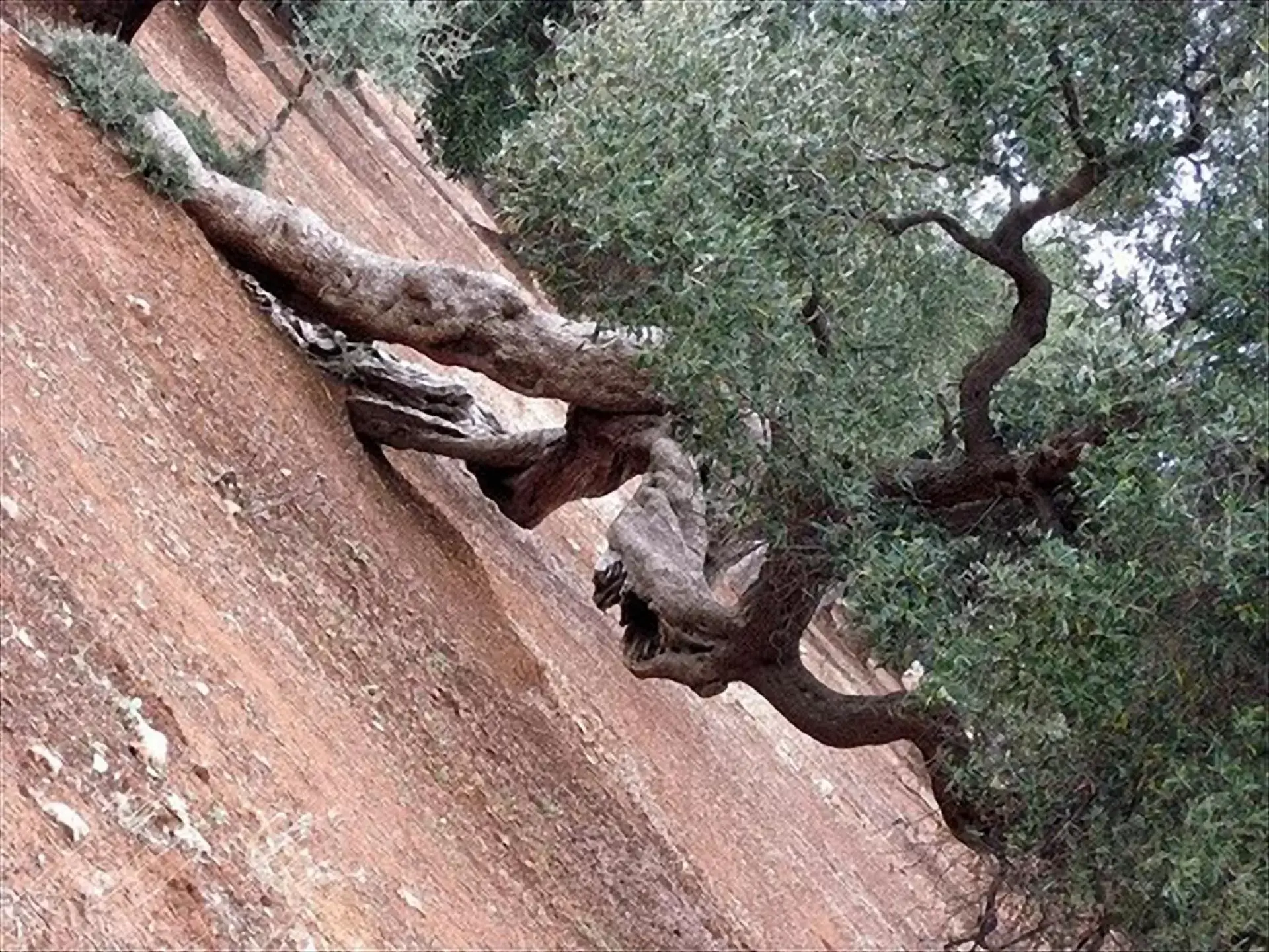 Other Animals in B&b SAN LORENZO