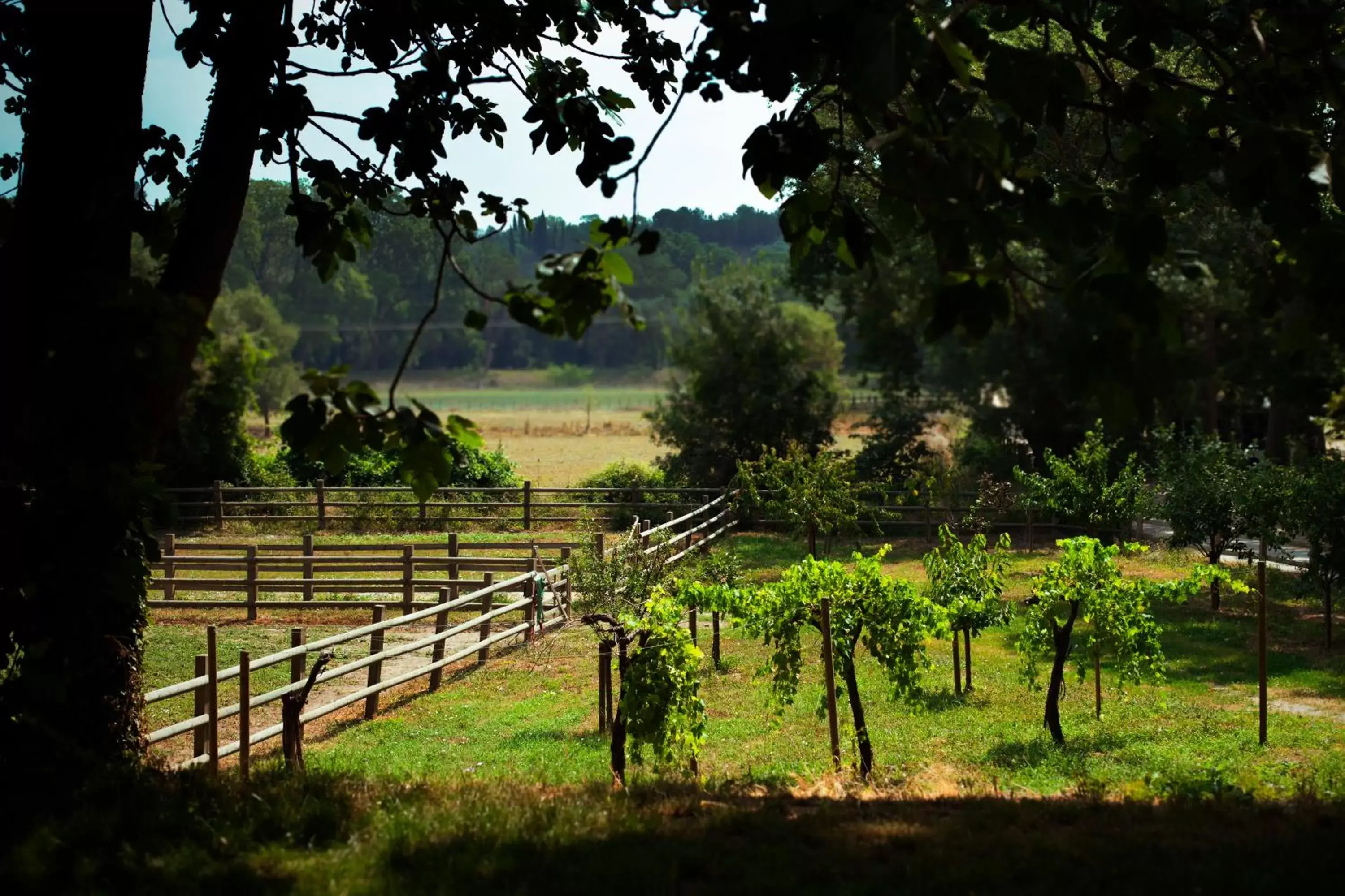 Natural landscape, Garden in Domaine de Biar