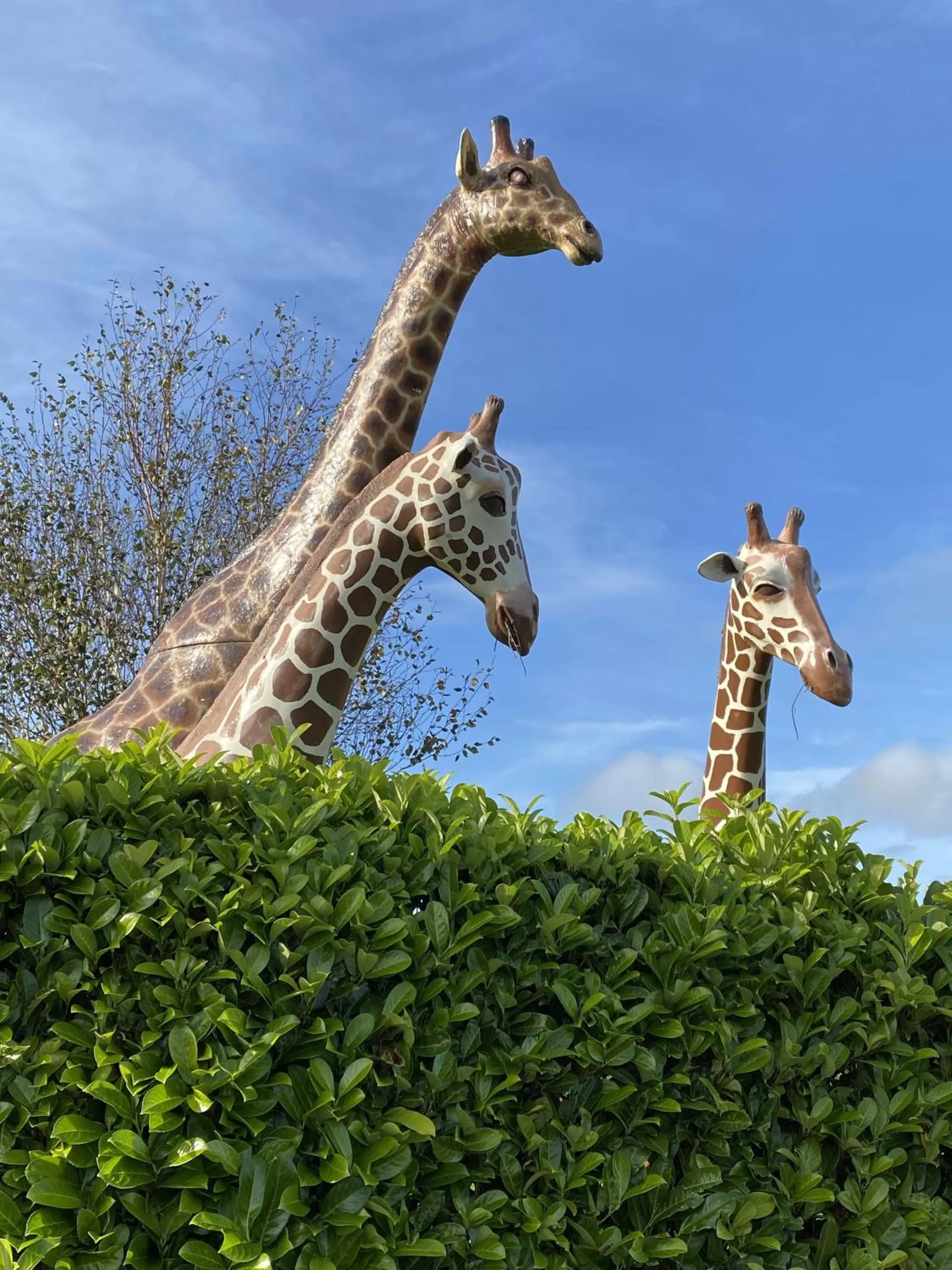 Garden in The Hilltop Haven