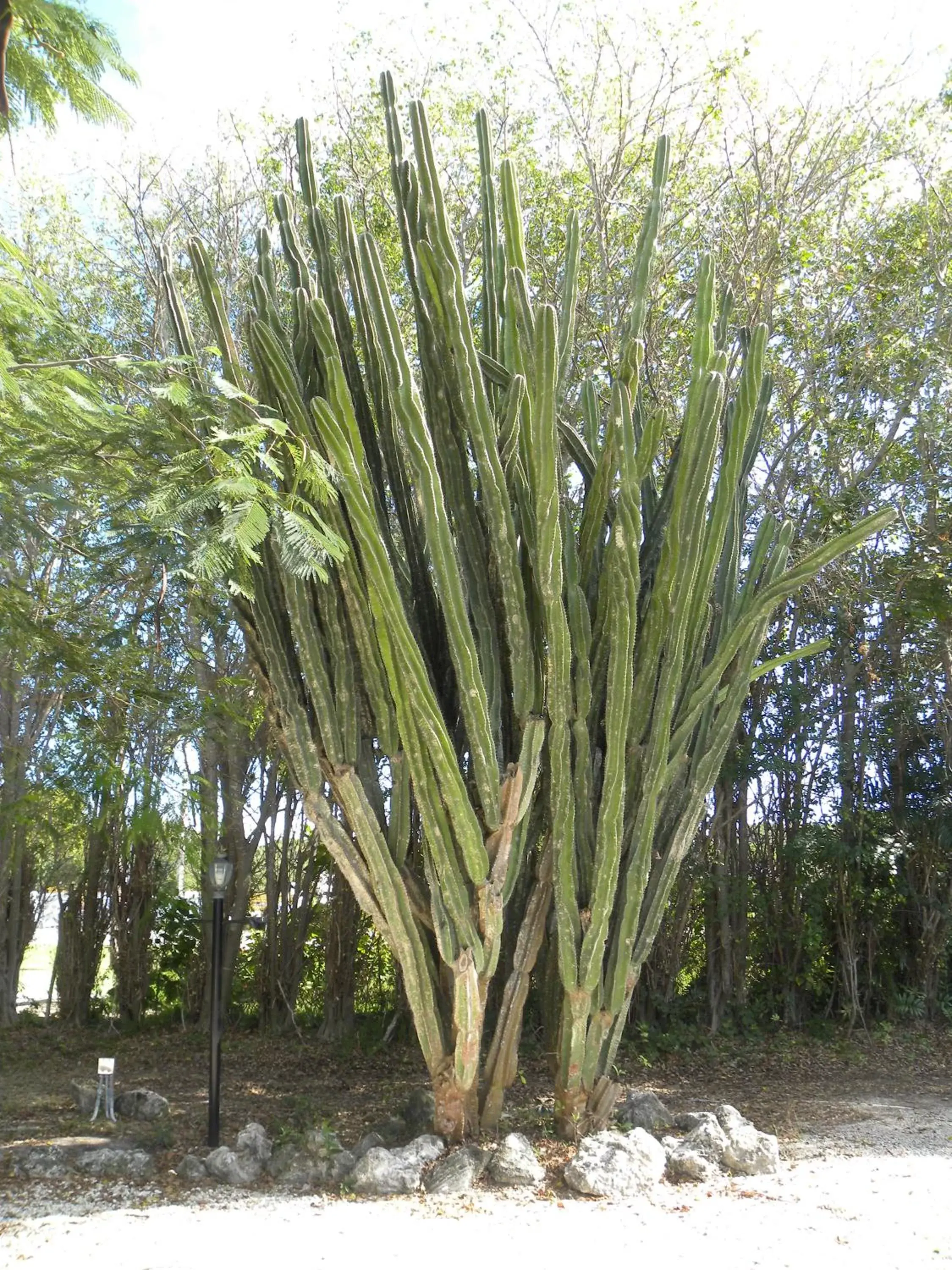 Garden in Rock Reef Resort