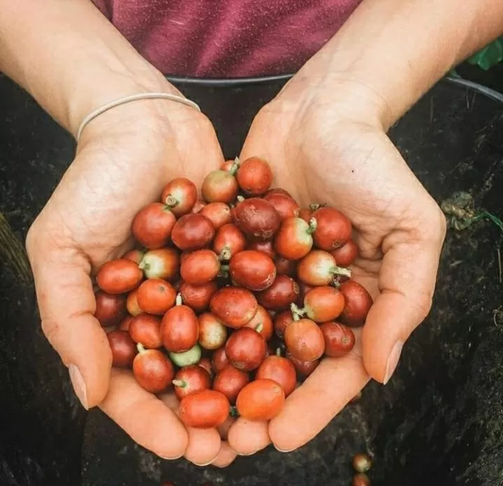 Coffee/tea facilities in Aldea Real Eco Friendly