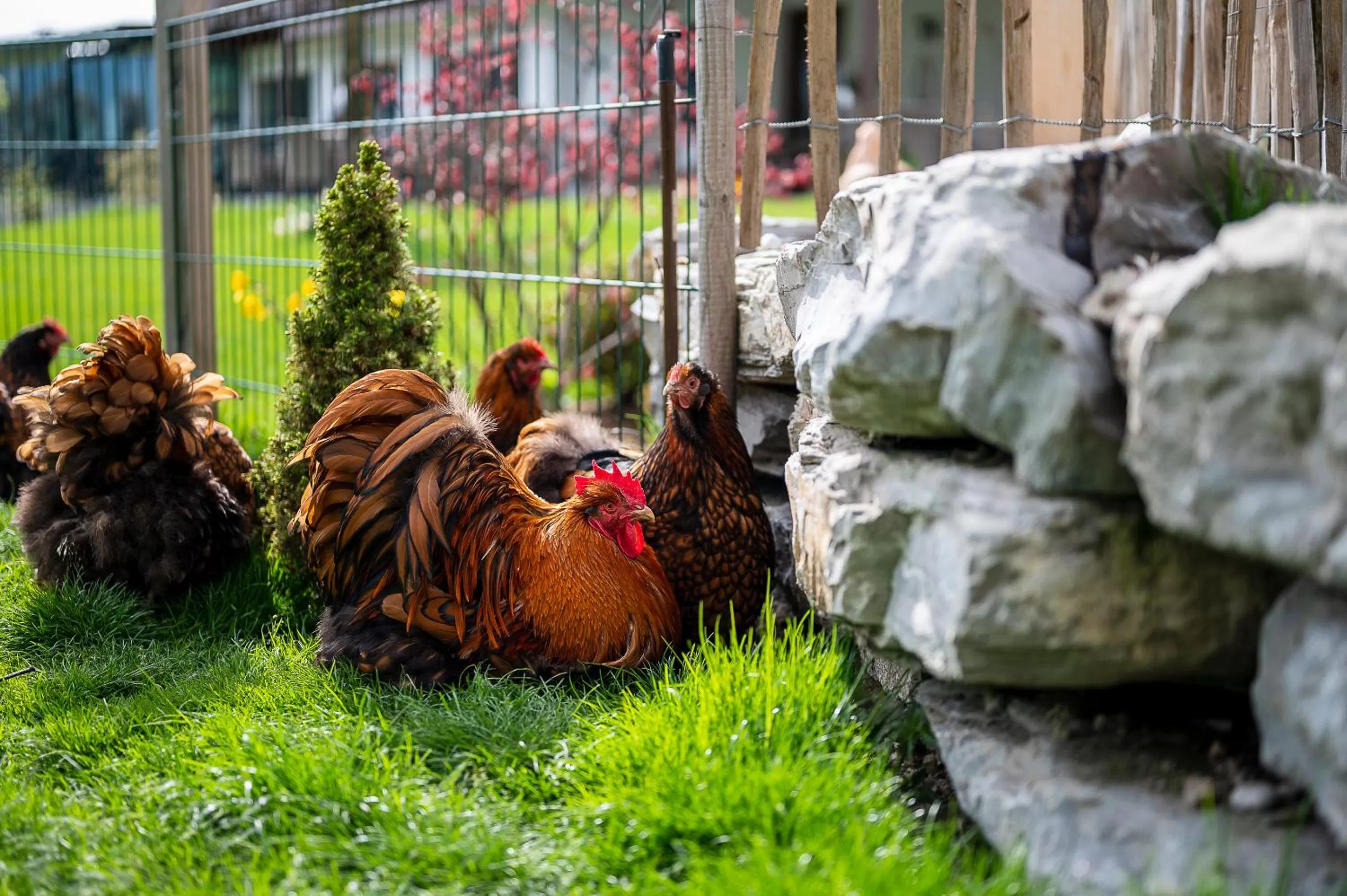 Garden in dasKAISER - Dein Gartenhotel in Tirol