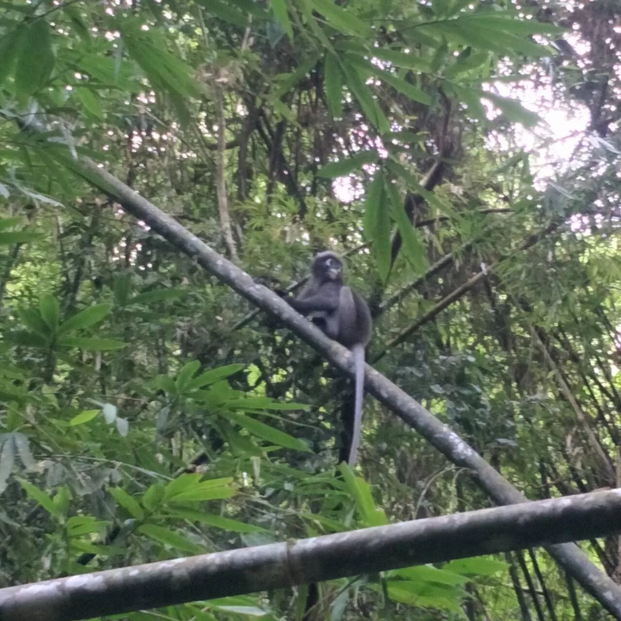 Hiking in Khao Sok River & Jungle Resort