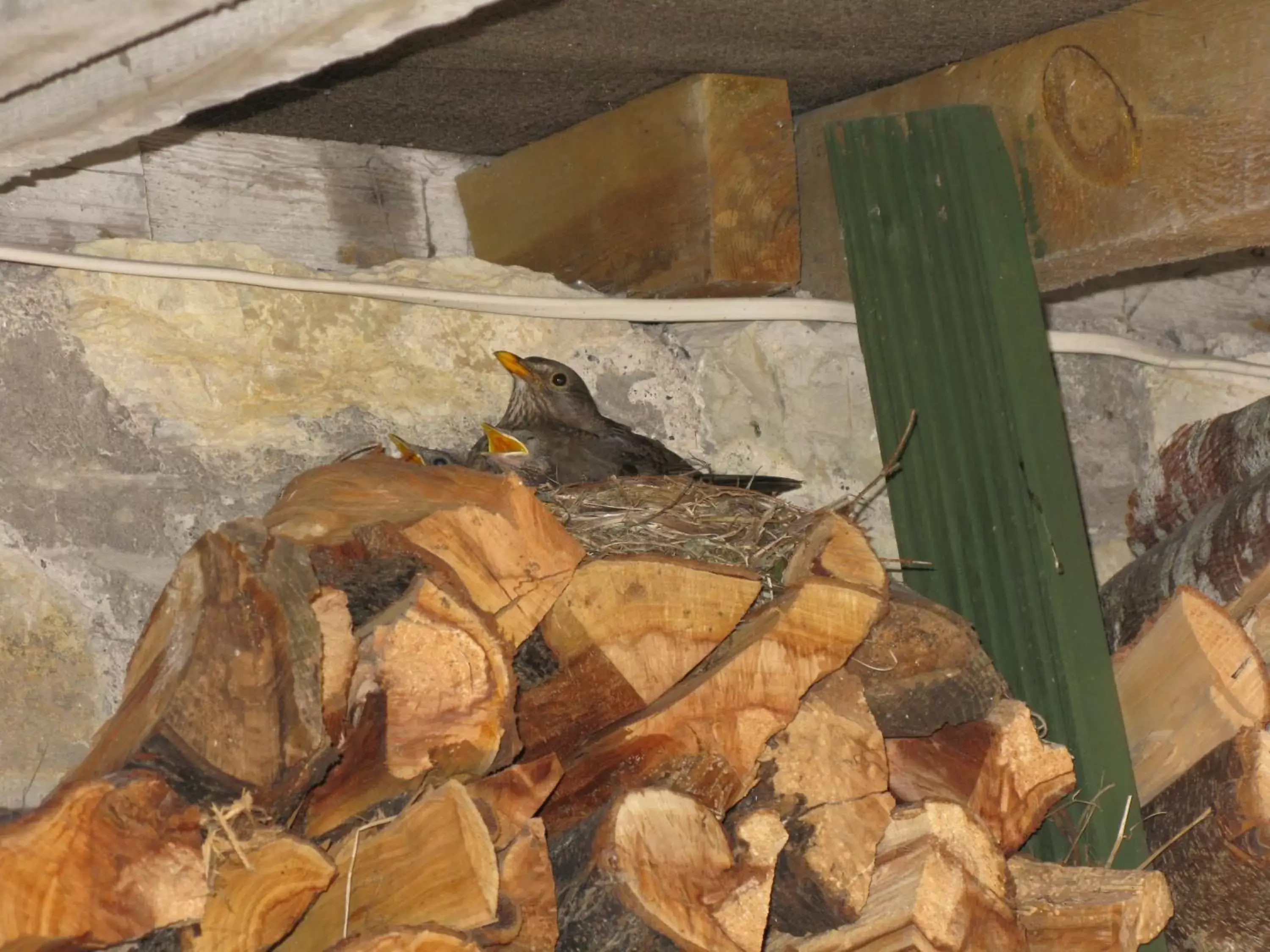 Bird's eye view, Other Animals in The School House