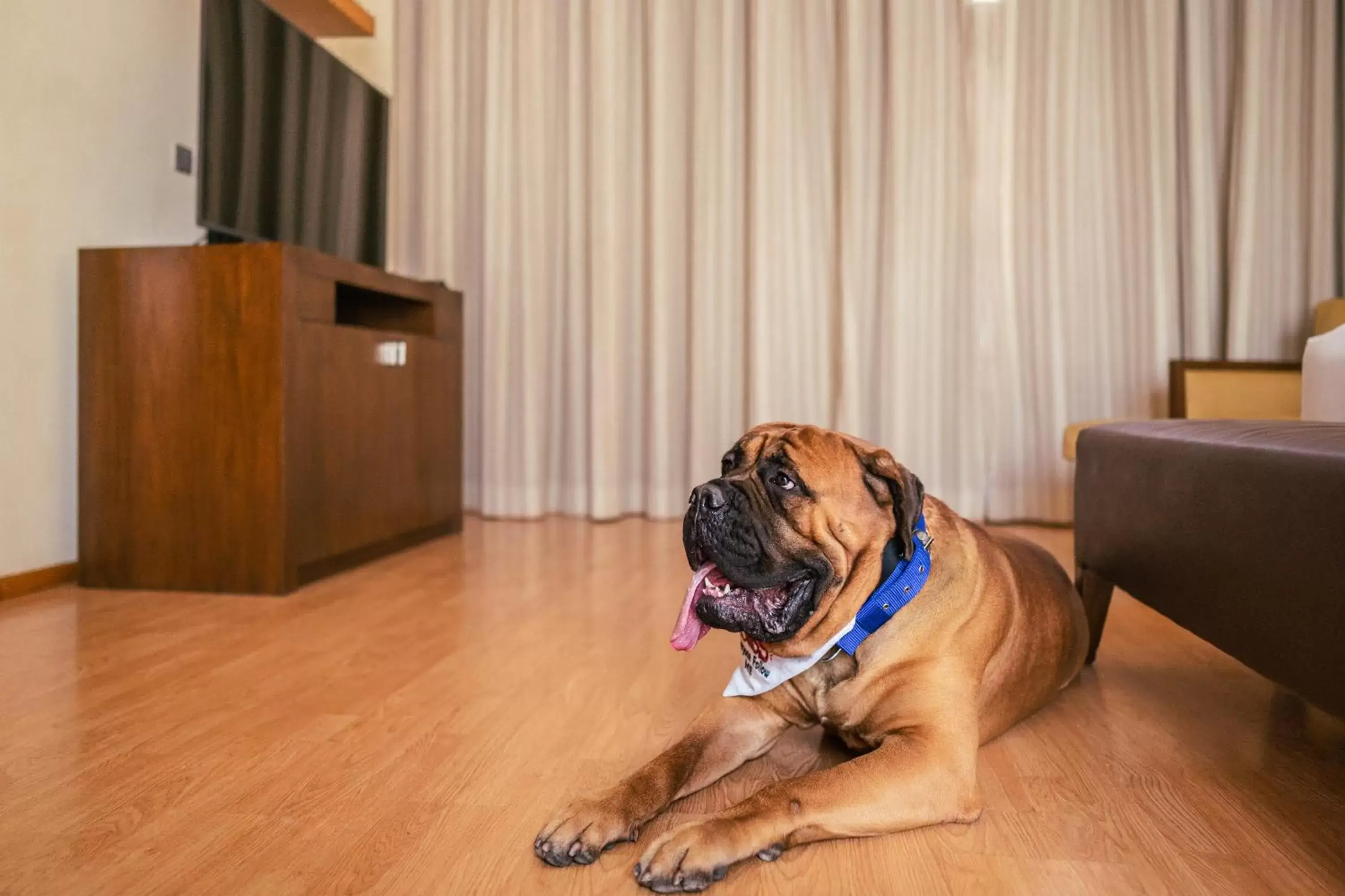 Pets in Hyatt Hyderabad Gachibowli