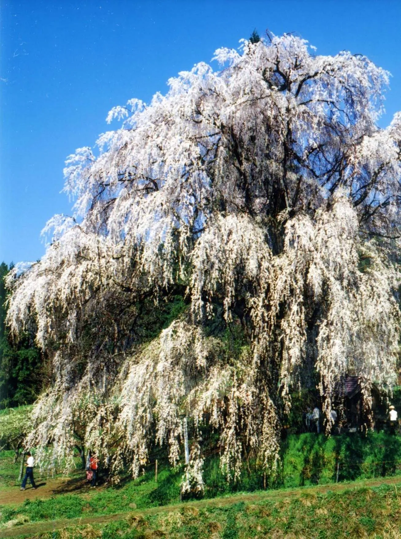 Spring in Ryokan Warabino