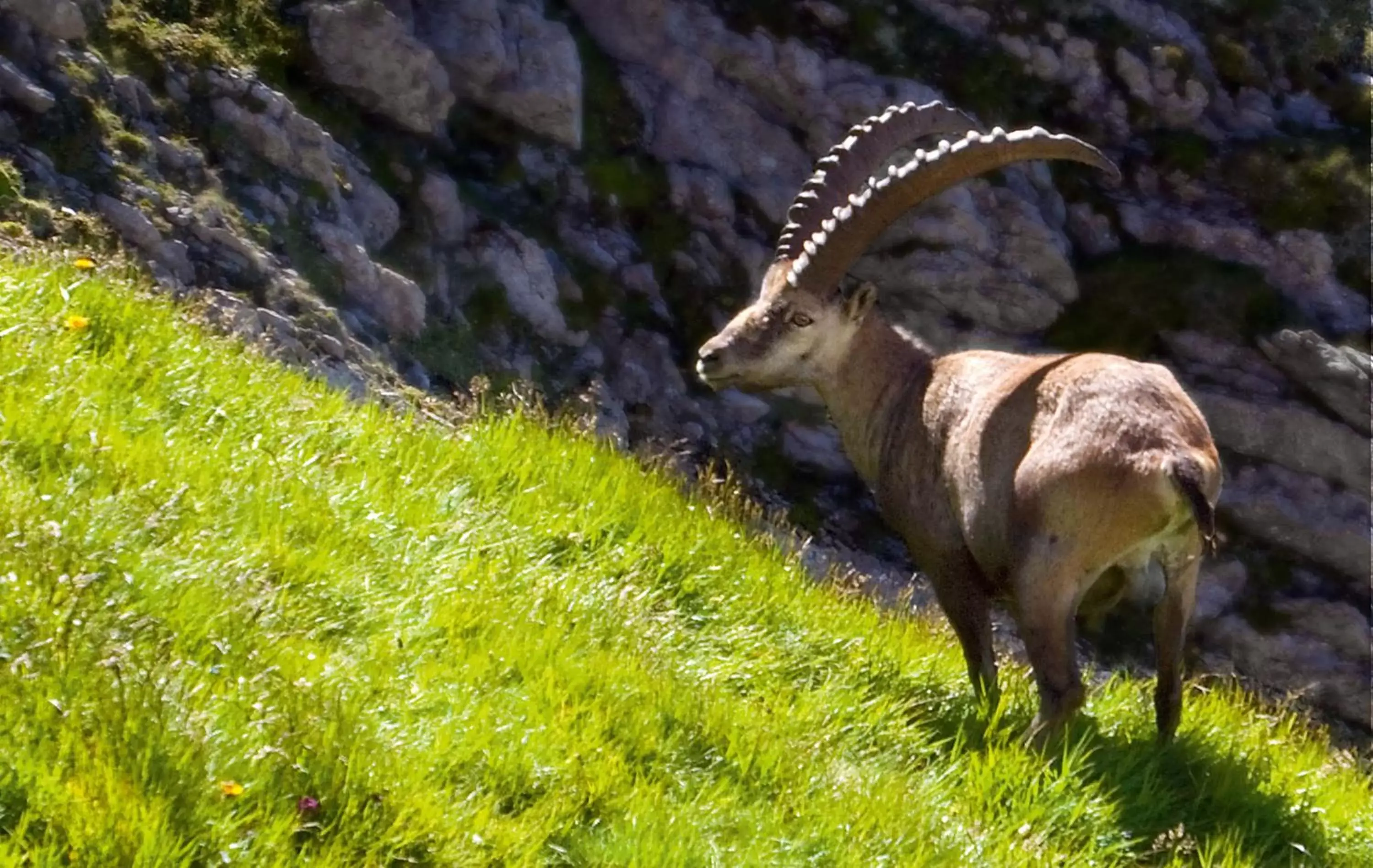 Natural landscape, Other Animals in Hotel Landhaus Säntis Herisau