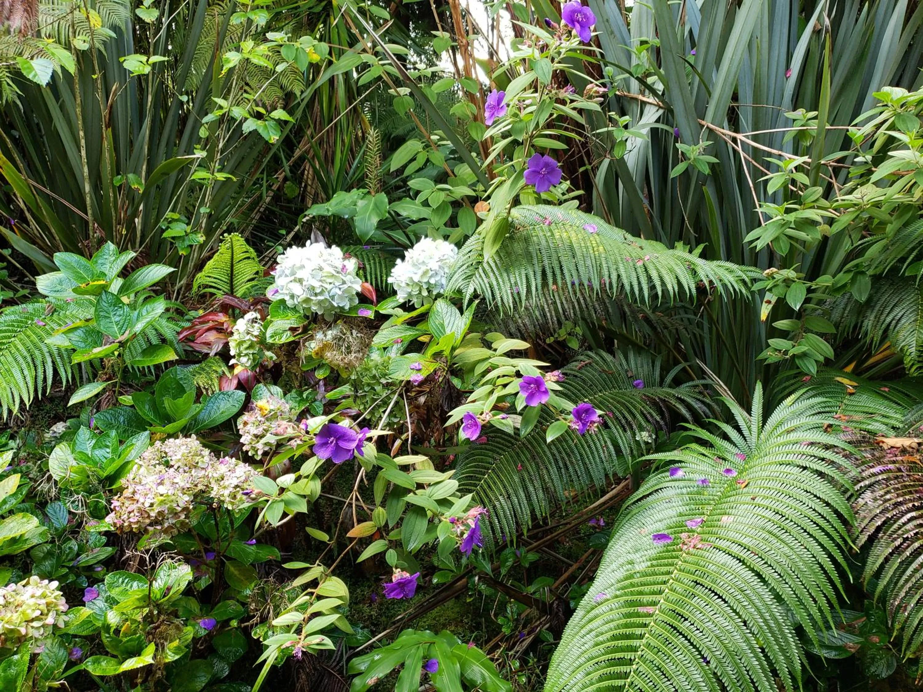 Garden view in Lokahi Lodge