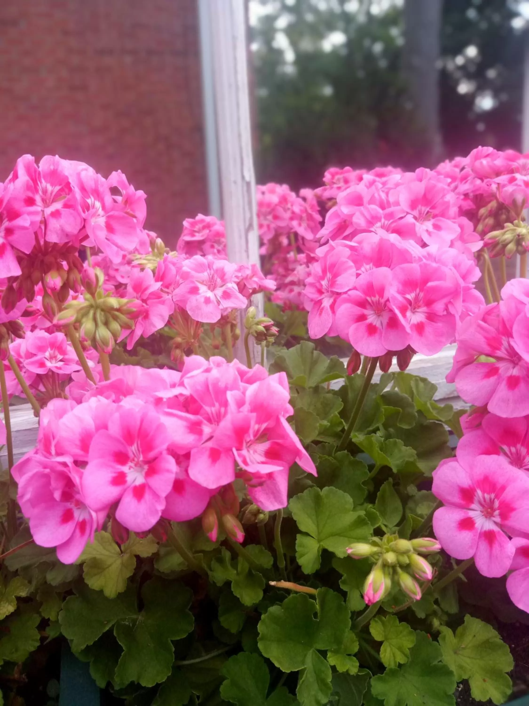 Garden in Blairpen House Country Inn
