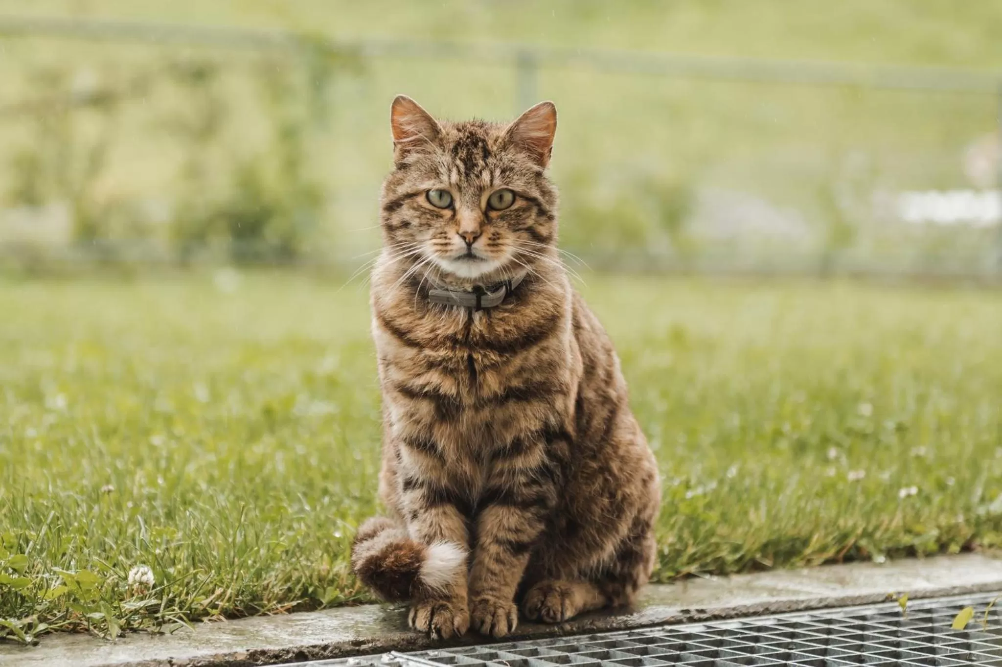 Animals in B&B Hof Grosschreie