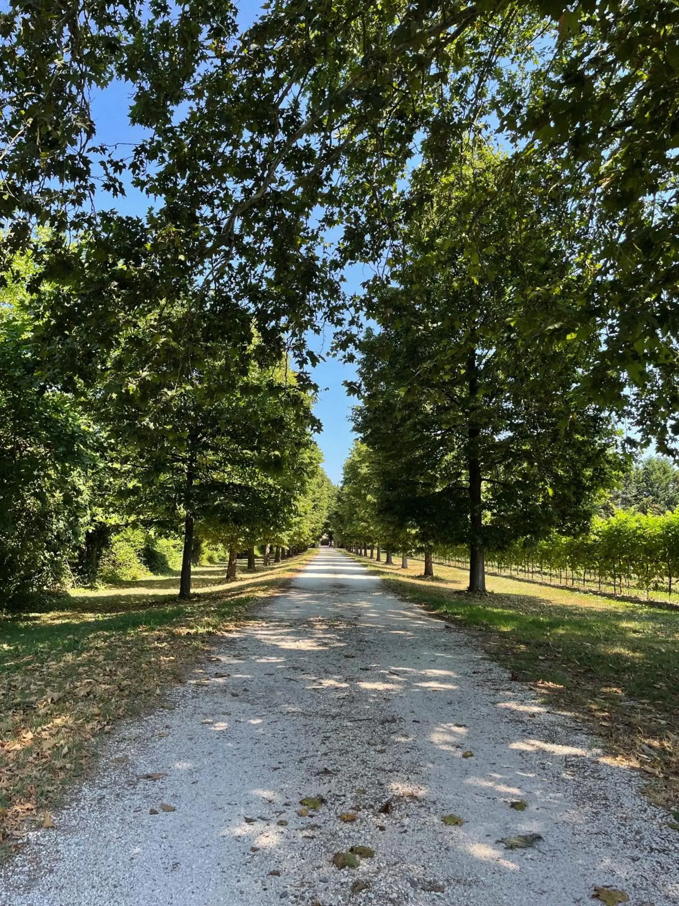 Natural landscape, Garden in B&B Villa Gradenigo